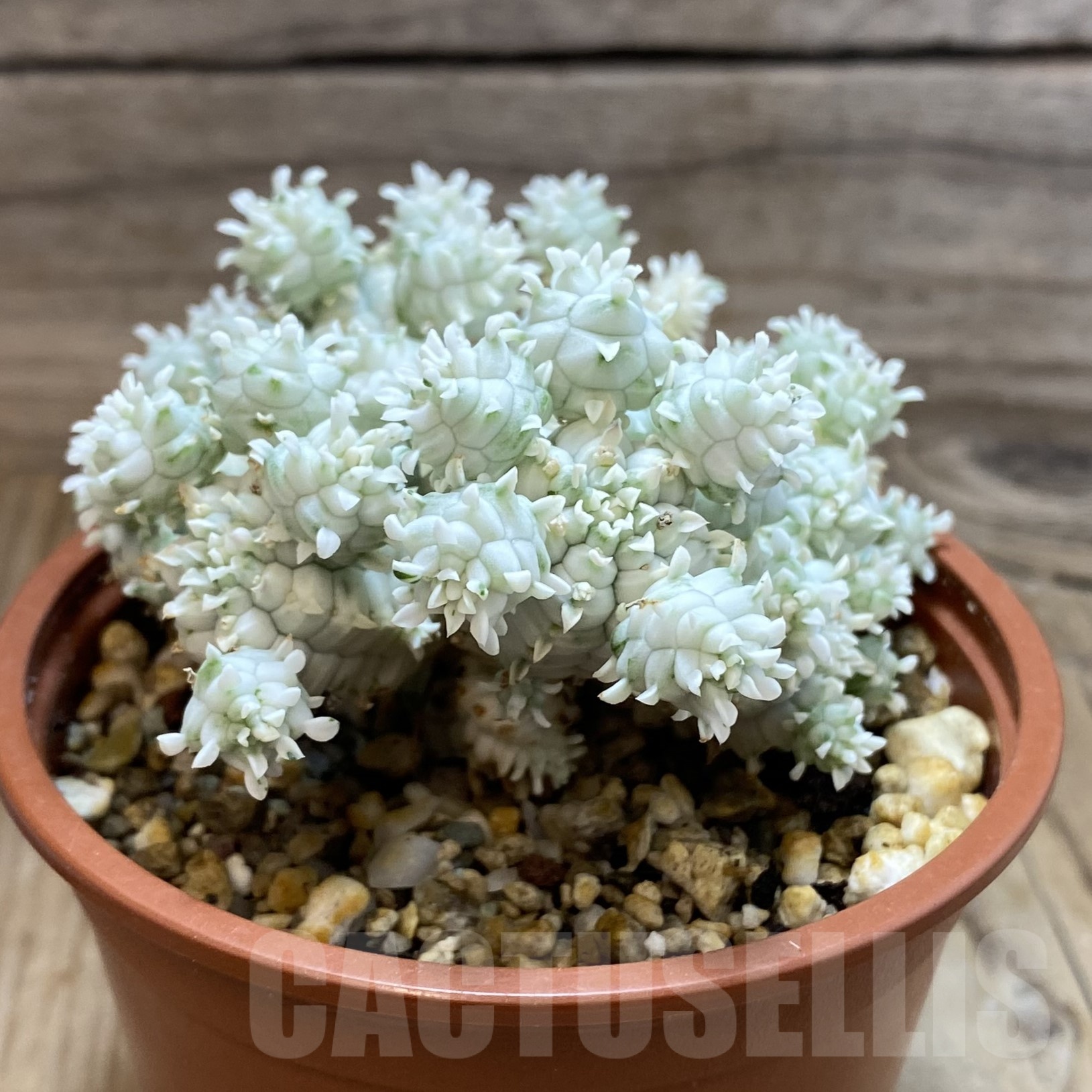 SH19244 Euphorbia mammillaris f. variegata - Image 2