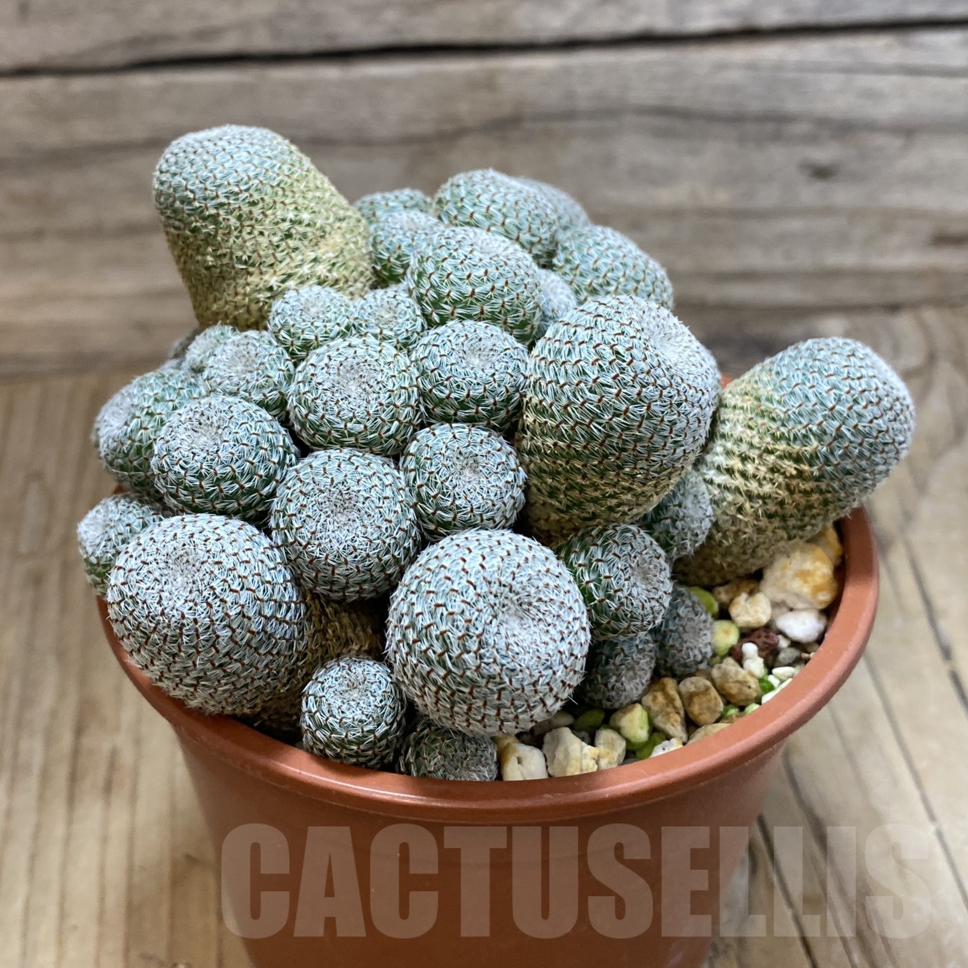 SH19245 Rebutia heliosa - Obrázek 2