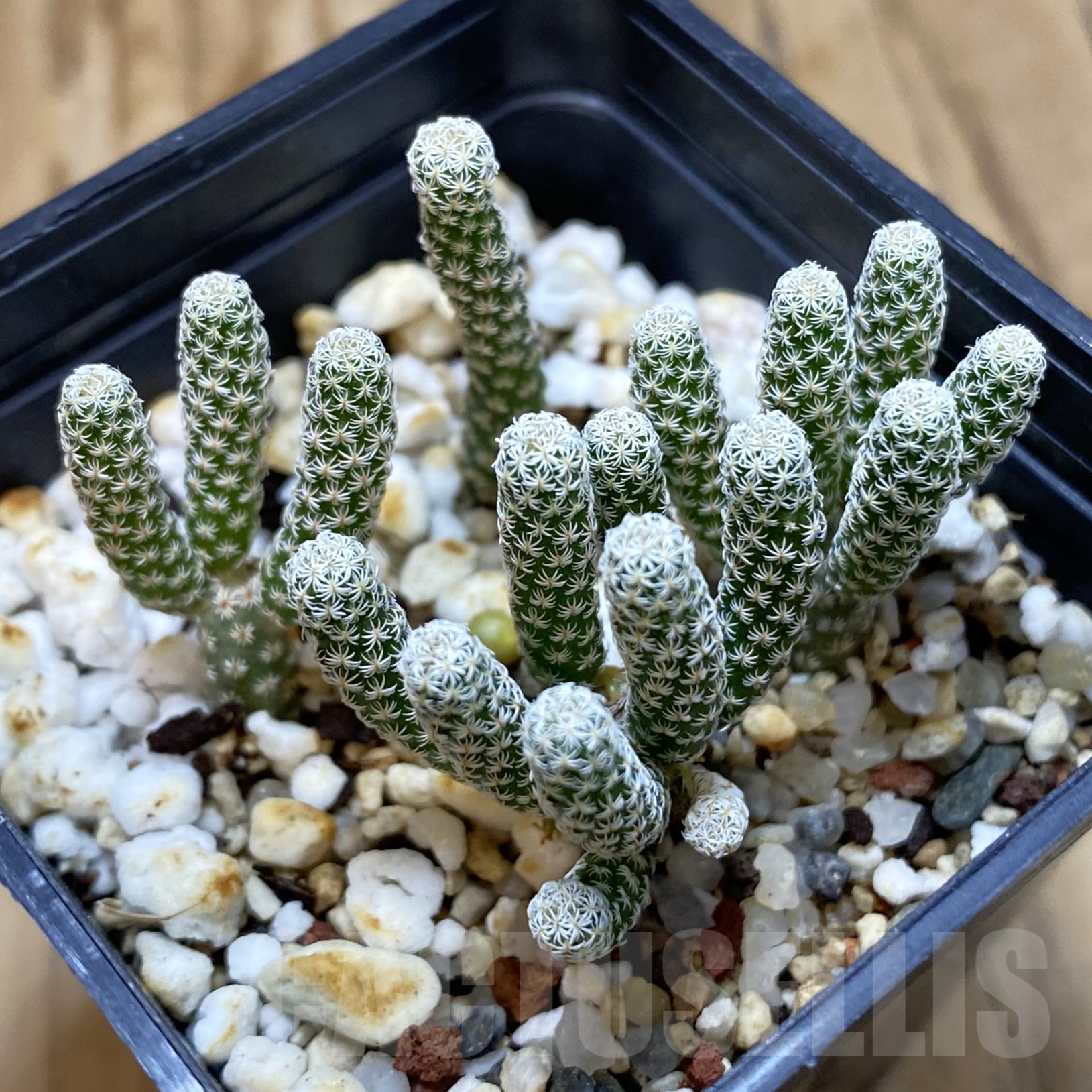 SH19248 Turbinicarpus krainzianus v. minimus