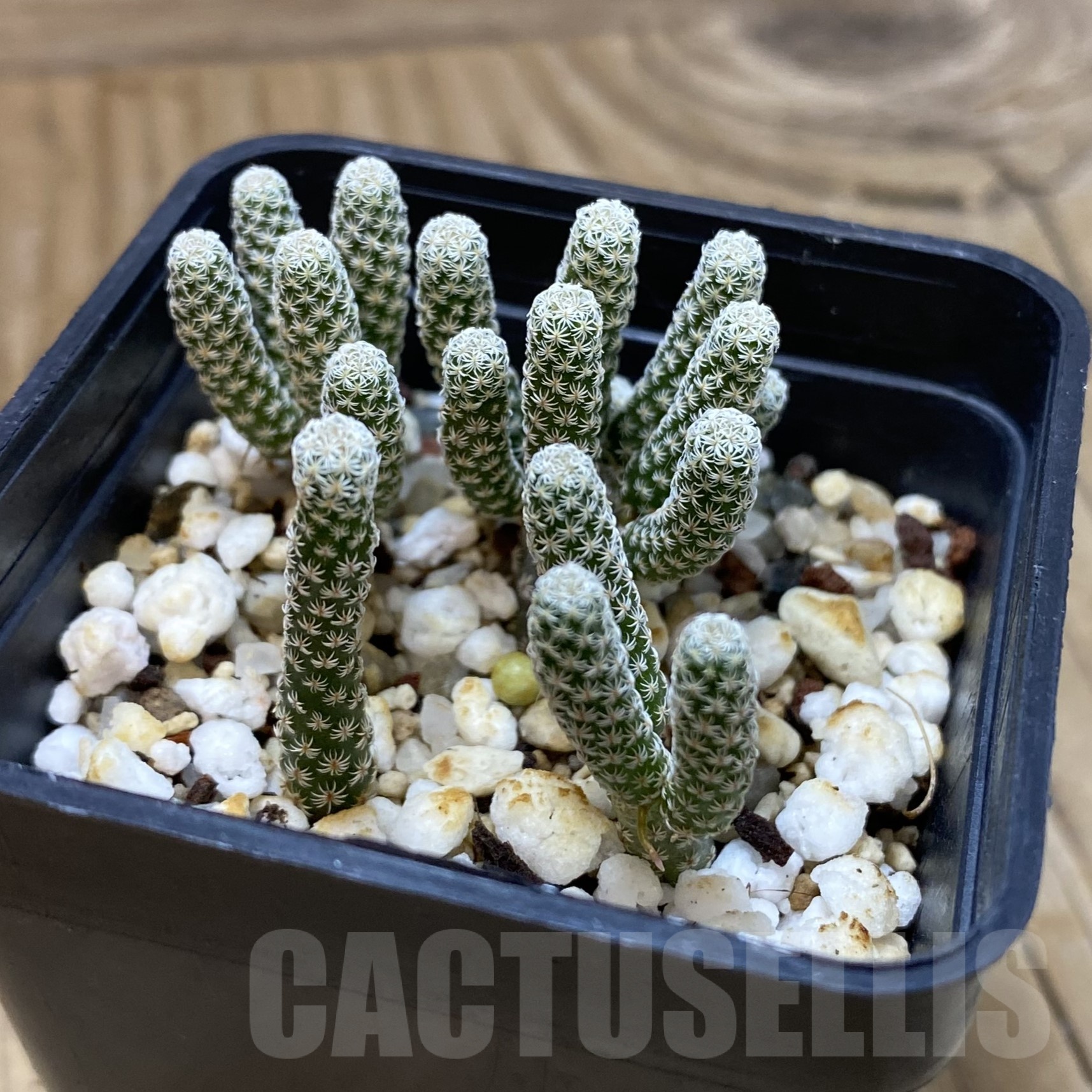 SH19248 Turbinicarpus krainzianus v. minimus - Image 2