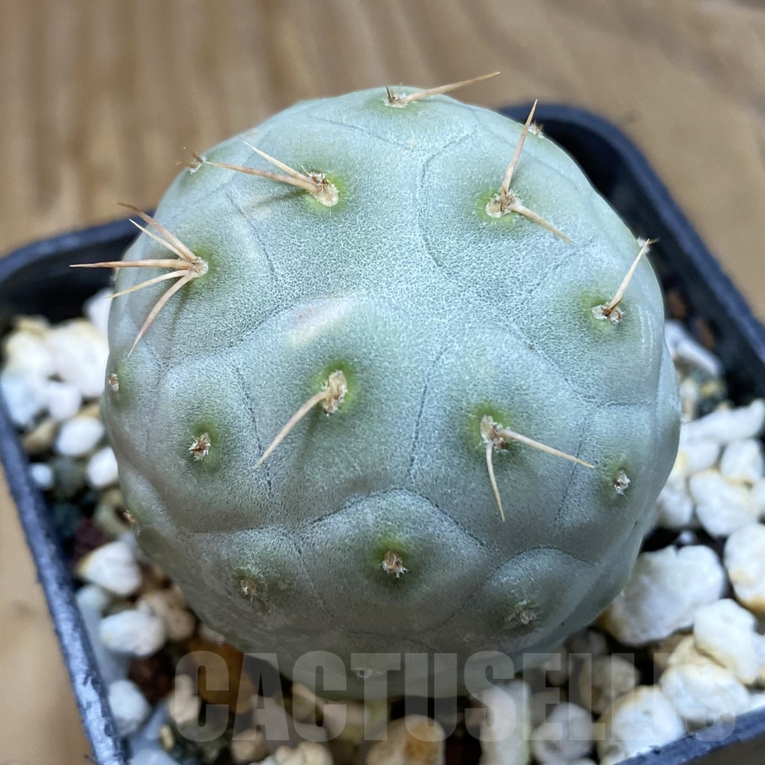 SH19250 Tephrocactus geometricus