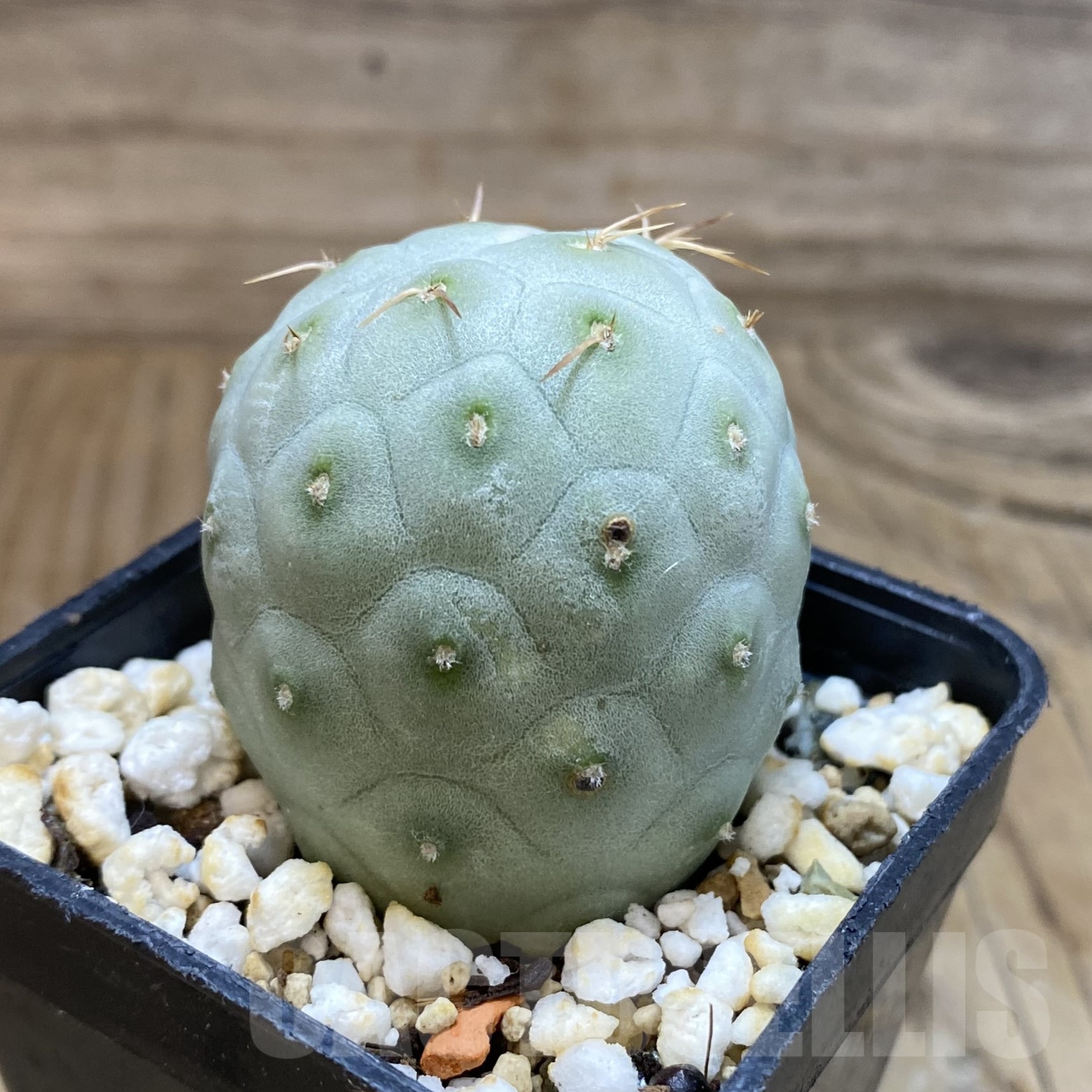 SH19250 Tephrocactus geometricus - Obrázek 2