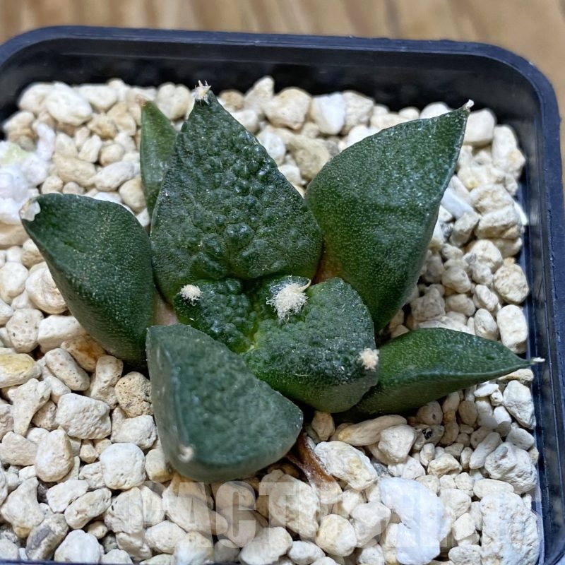 SH19253 Ariocarpus fissuratus 'Godzilla' hybrid, seedling