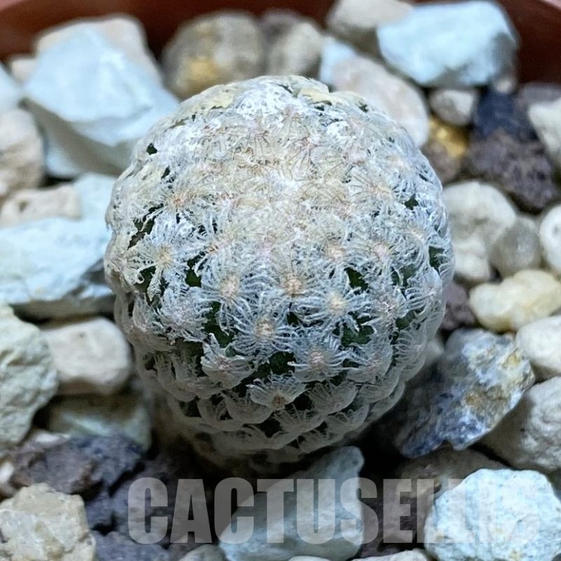 SH19256 Turbinicarpus valdezianus MZ 662