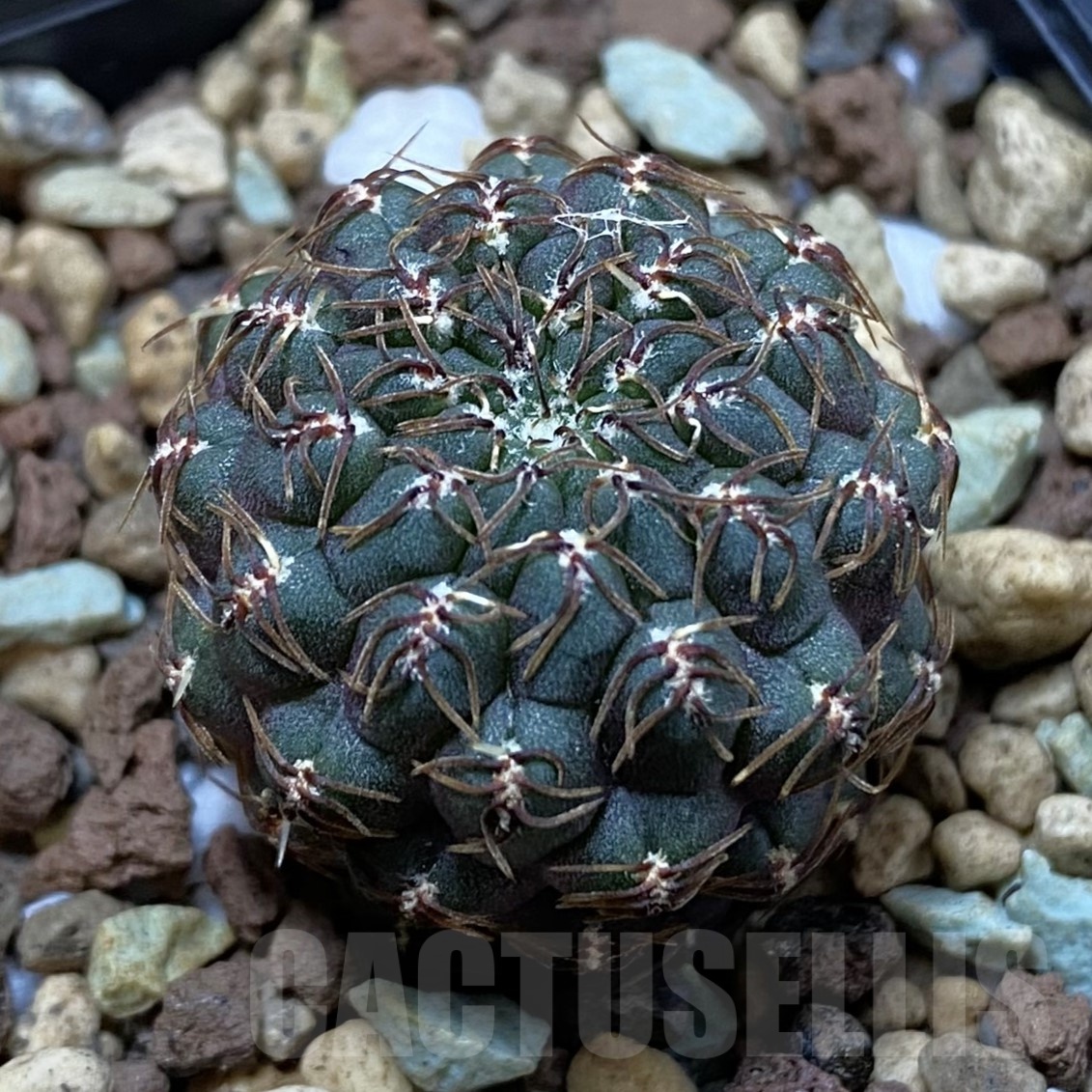 SH19258 Sulcorebutia callichroma HS 078