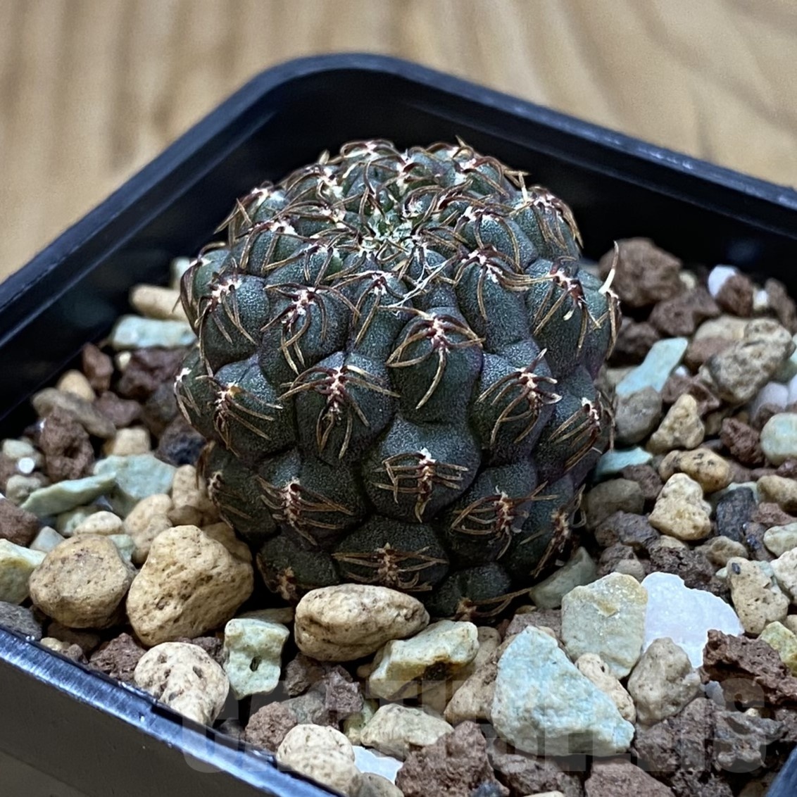 SH19258 Sulcorebutia callichroma HS 078 - Image 2