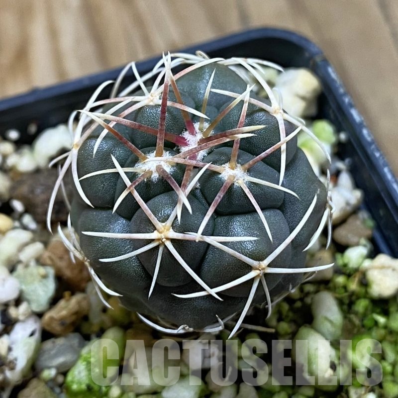 SH19260 Thelocactus hexaedrophorus -Rio Verde- 1100m