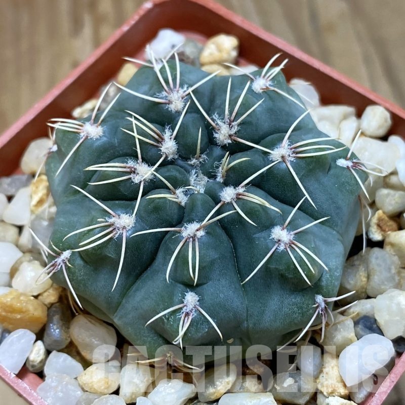 SH19261 Gymnocalycium campestre KLA 18A -village de Mata, Cordoba, Argentina-