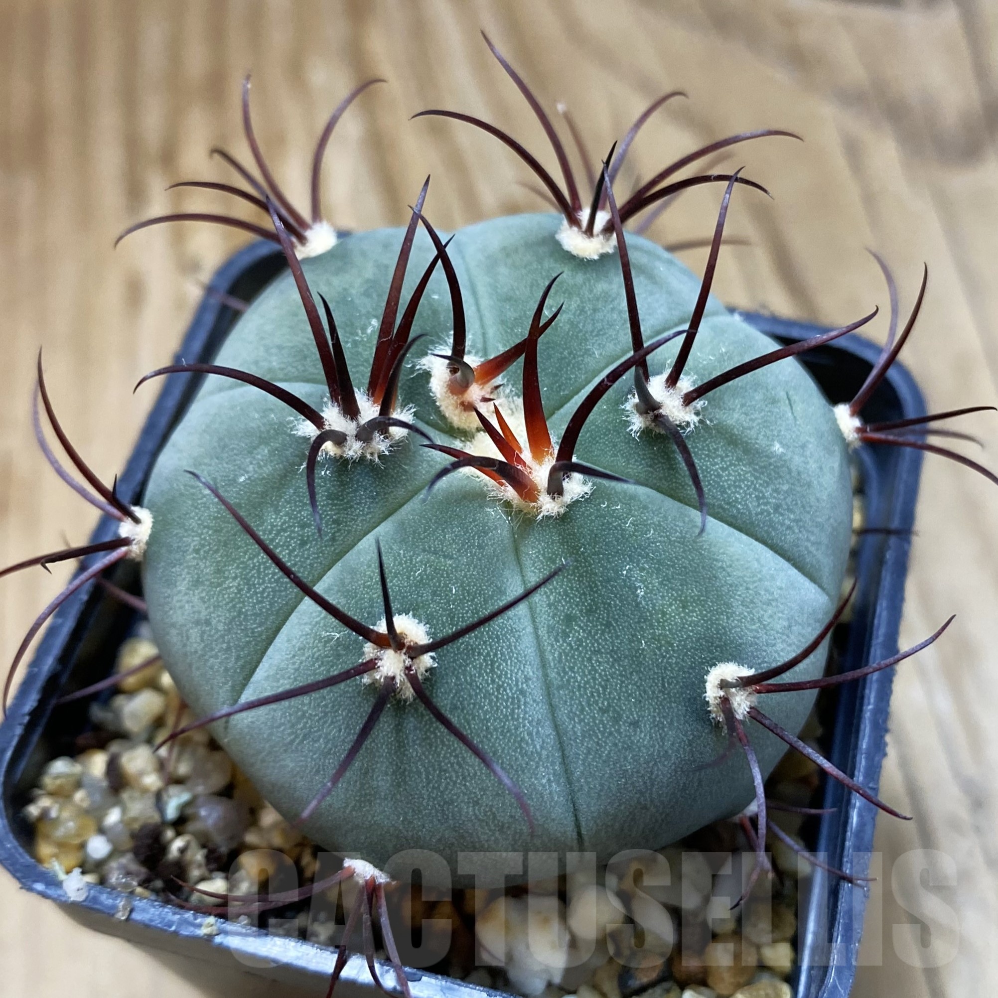 SH19265 Gymnocalycium cabreraense VOS 2122