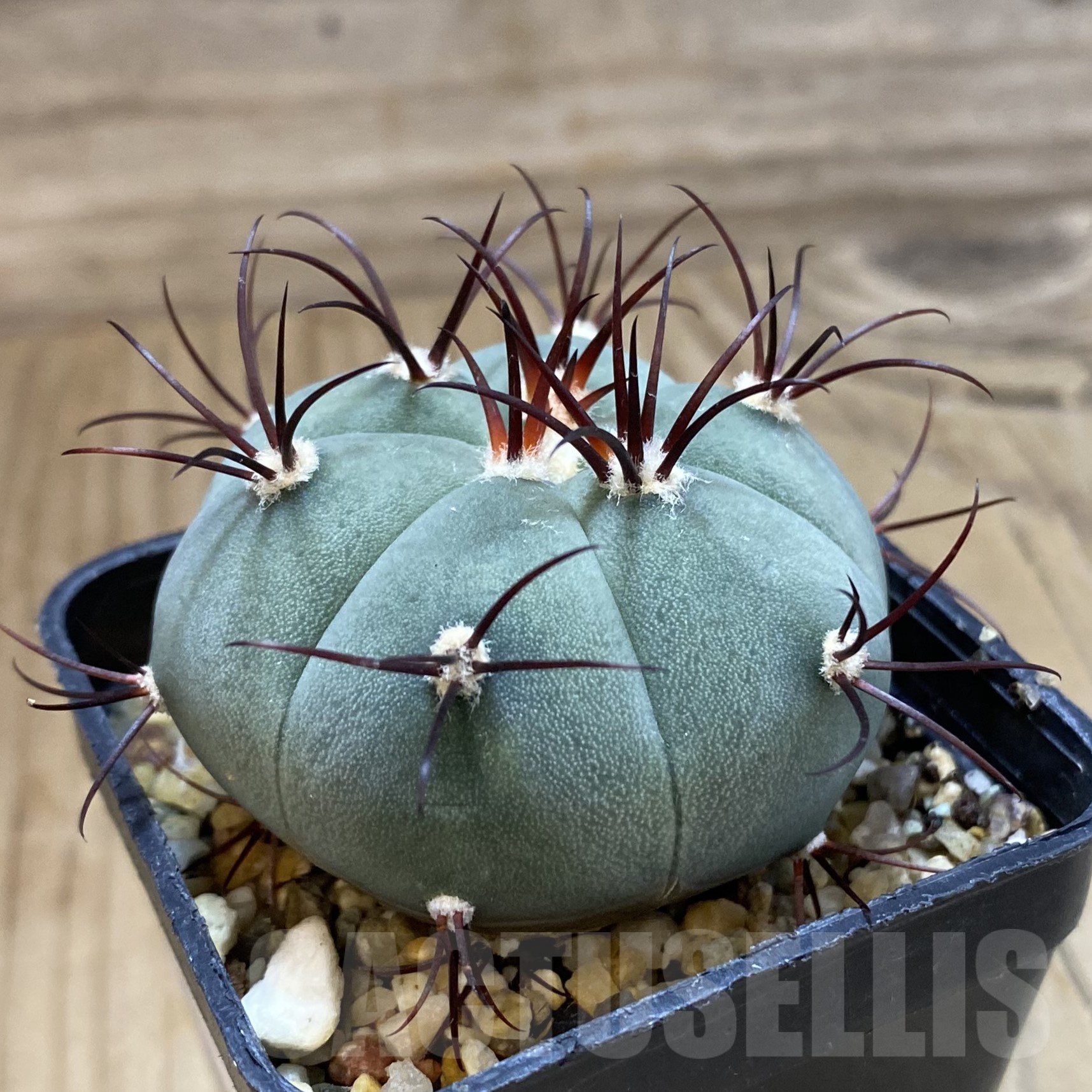 SH19265 Gymnocalycium cabreraense VOS 2122 - Imagen 2