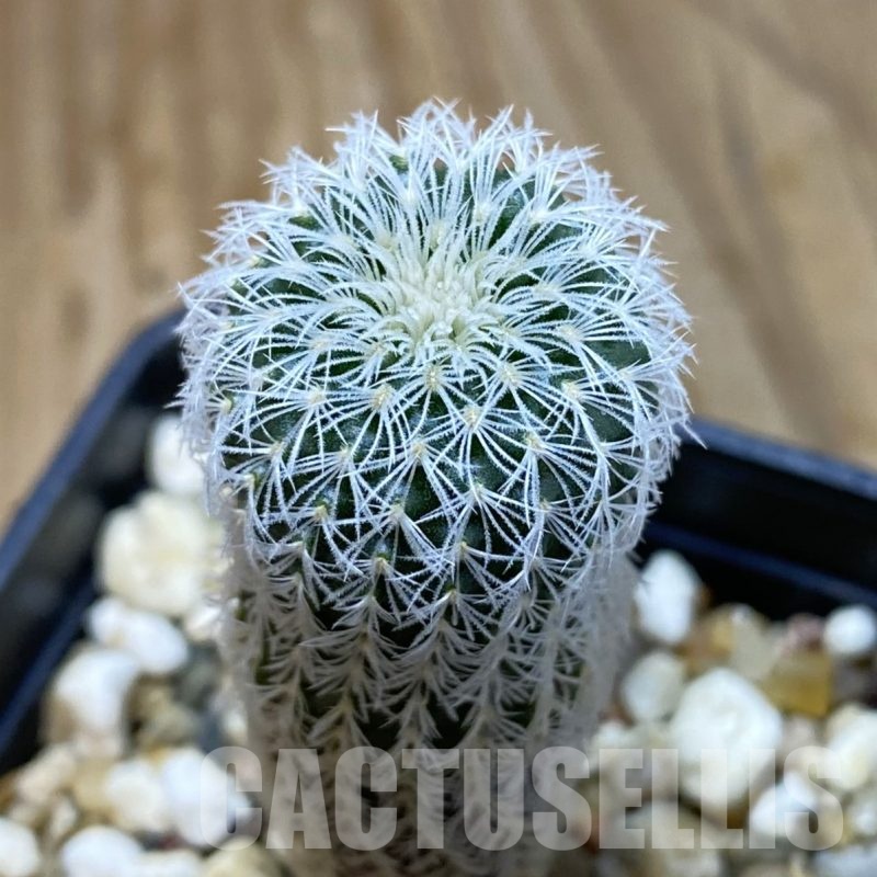 SH19268 Frailea densispina