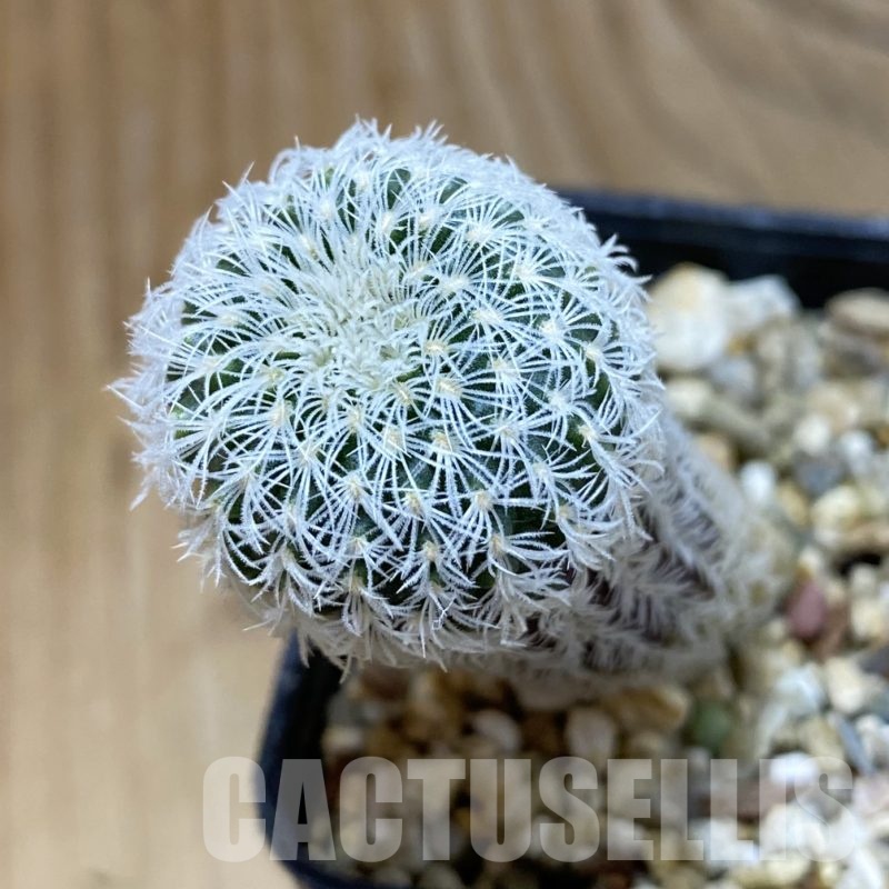 SH19269 Frailea densispina