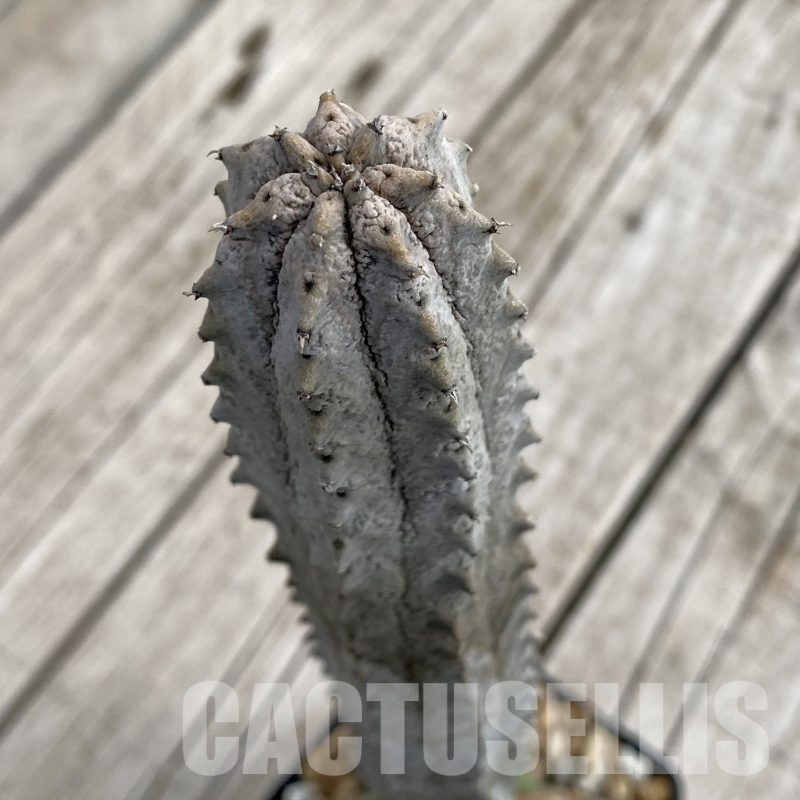 SH19271 Euphorbia abdelkuri, grafted