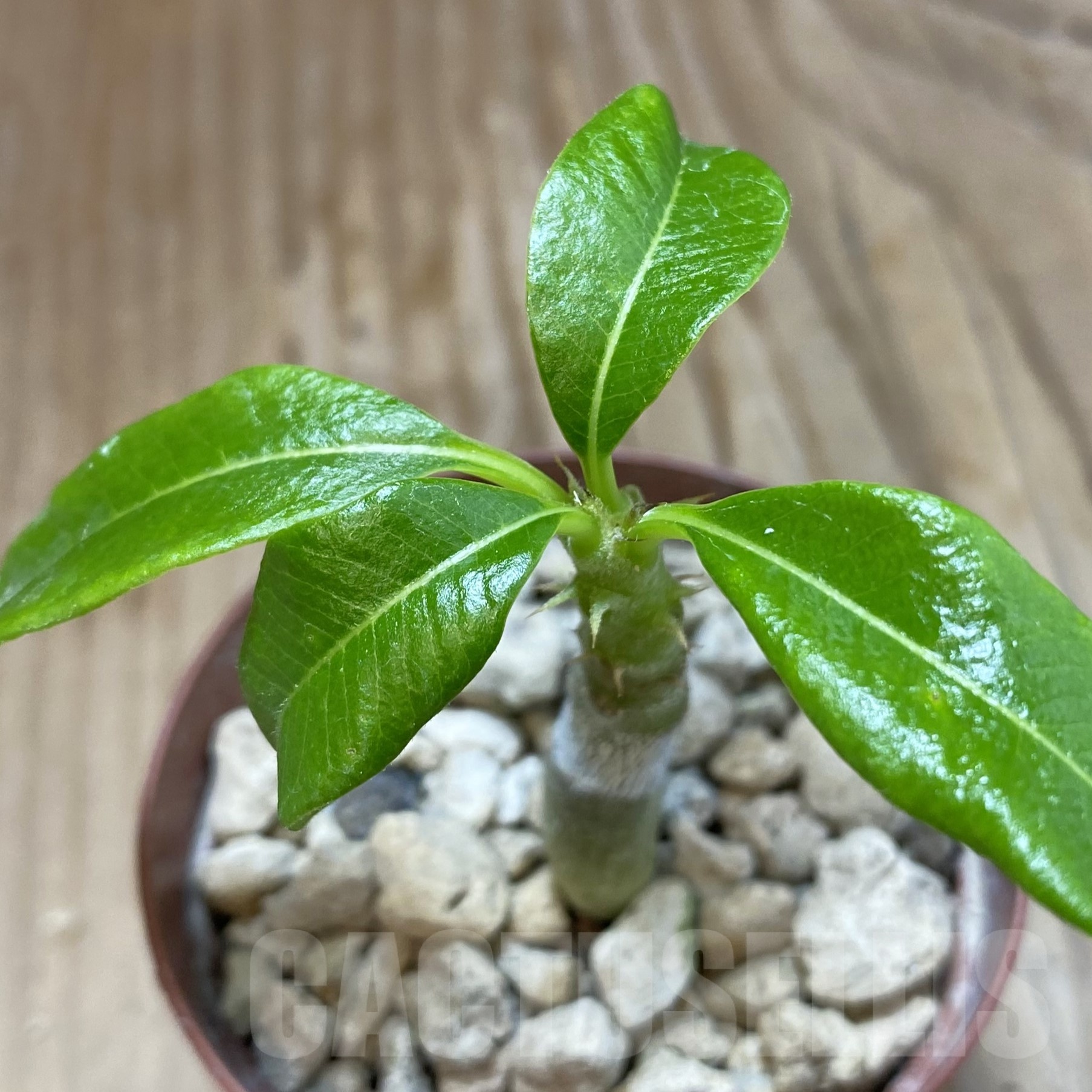 SH19272 Pachypodium baronii v. windsorii - Image 2