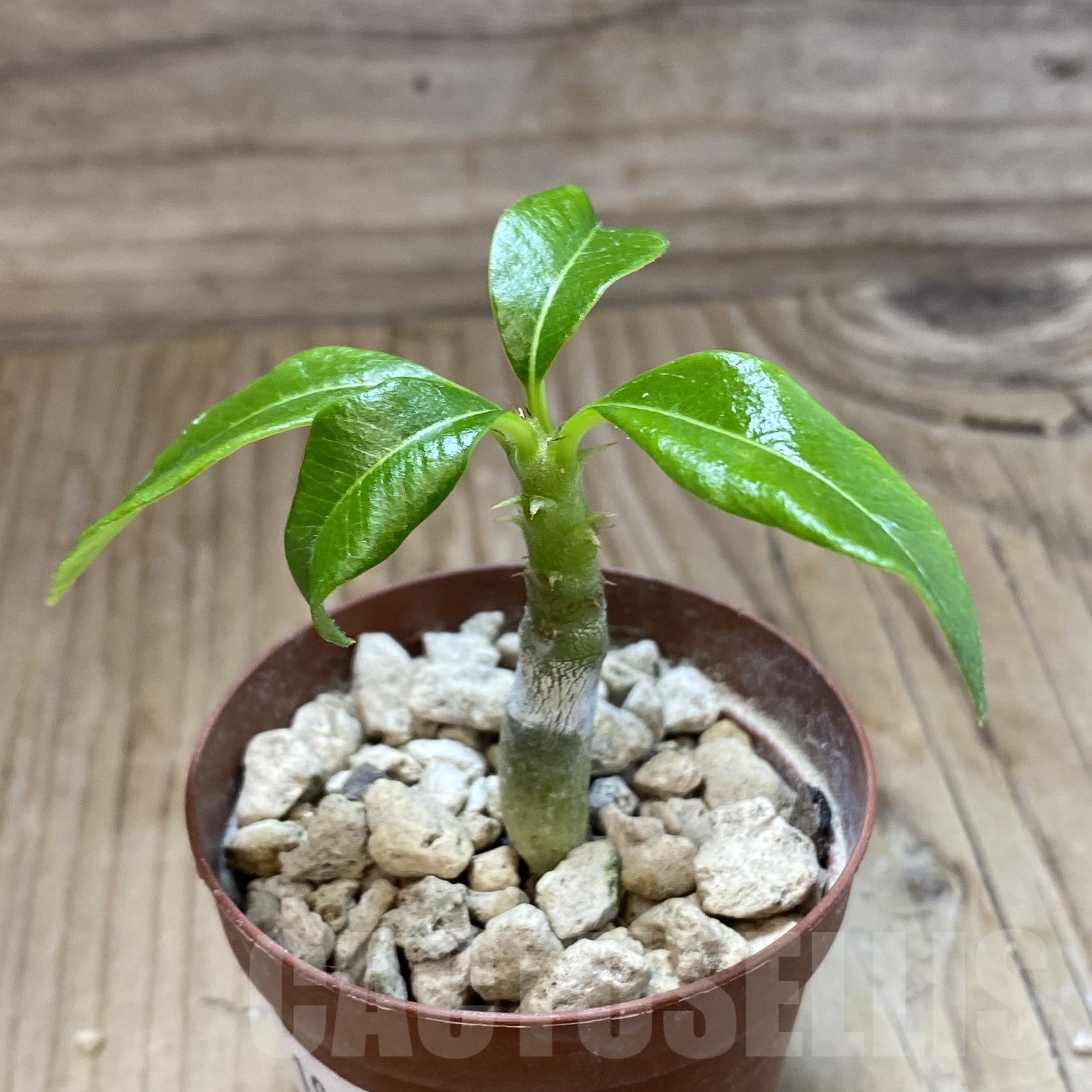 SH19272 Pachypodium baronii v. windsorii - Image 3