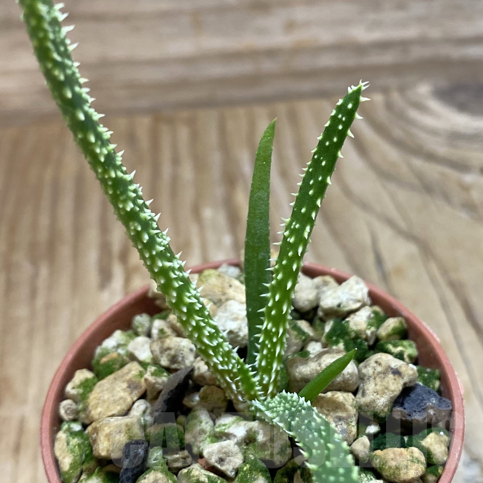 SH19276 Aloe delicatifolia