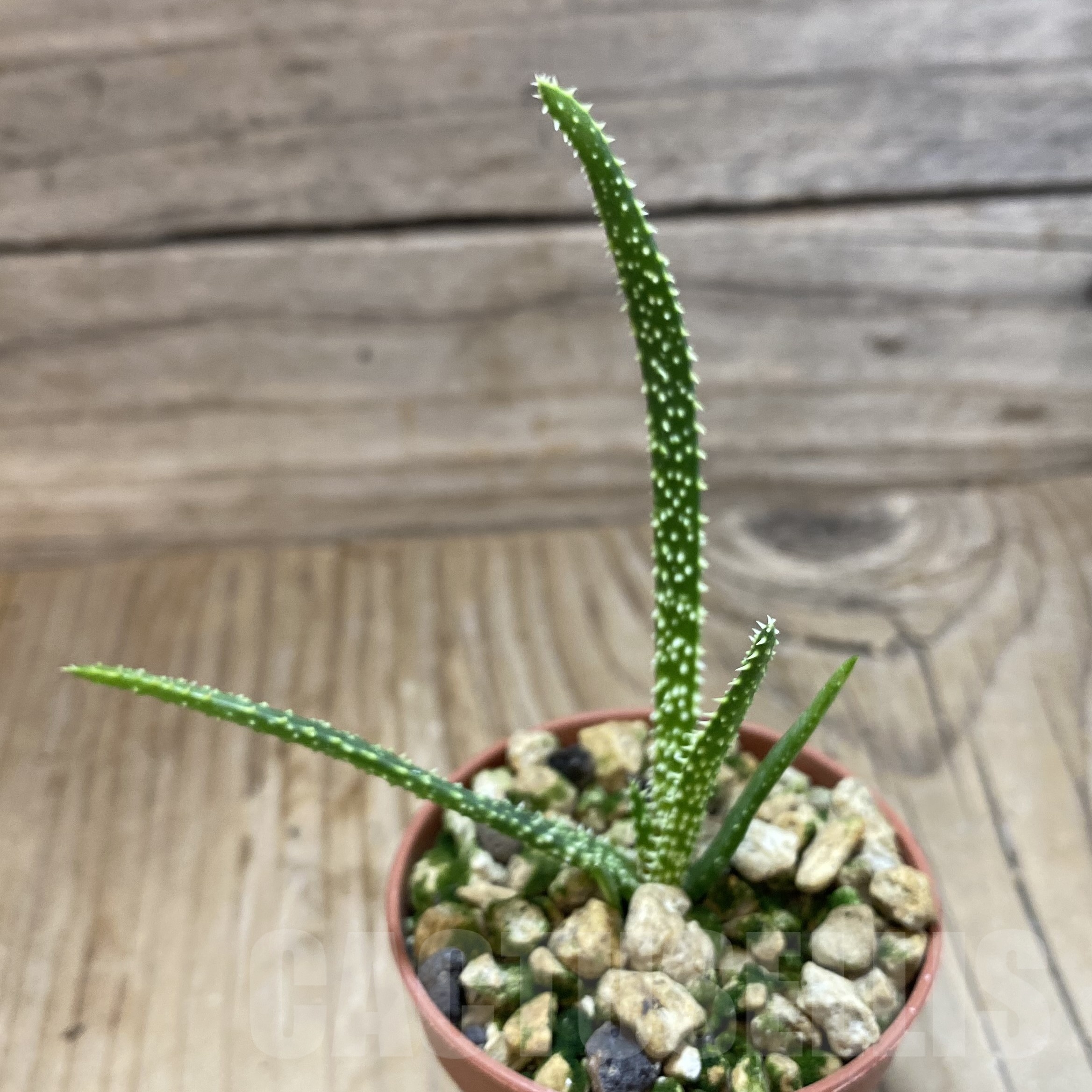 SH19276 Aloe delicatifolia - Imagen 2