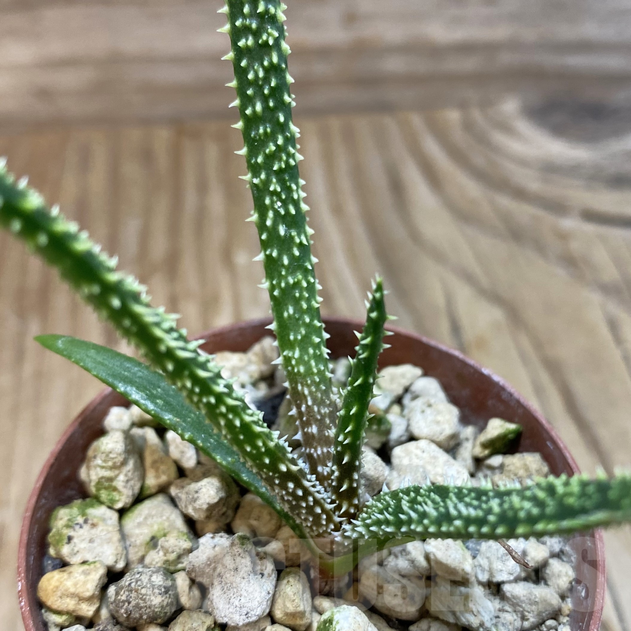 SH19277 Aloe delicatifolia