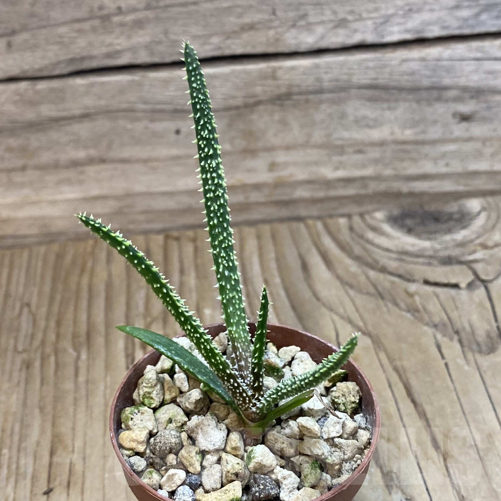 SH19277 Aloe delicatifolia - immagine 2