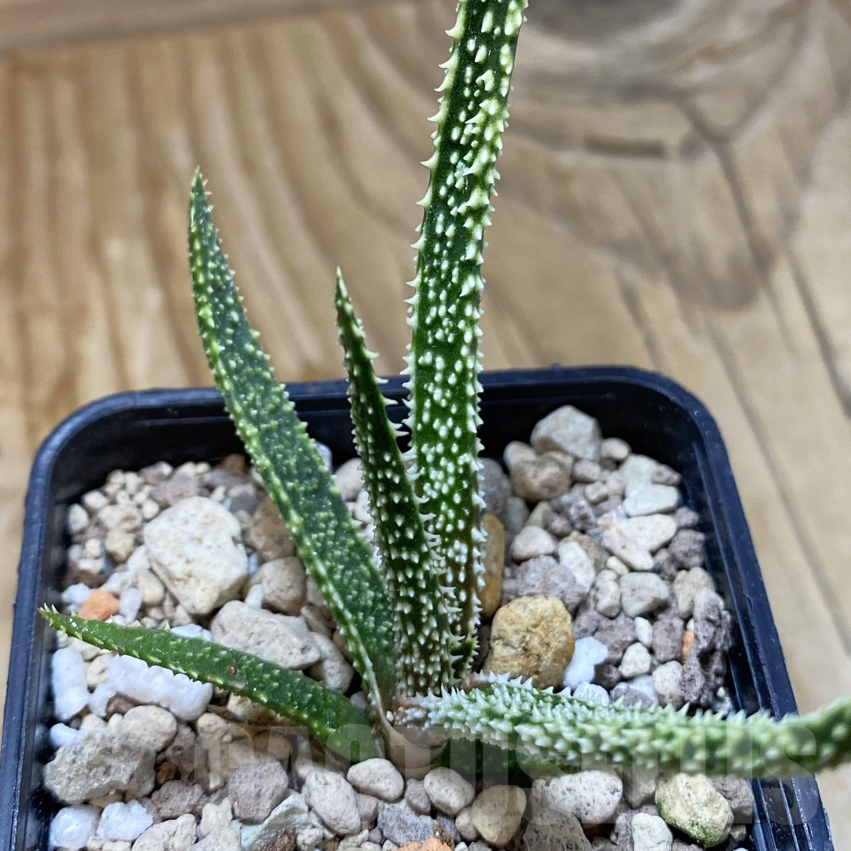 SH19278 Aloe delicatifolia
