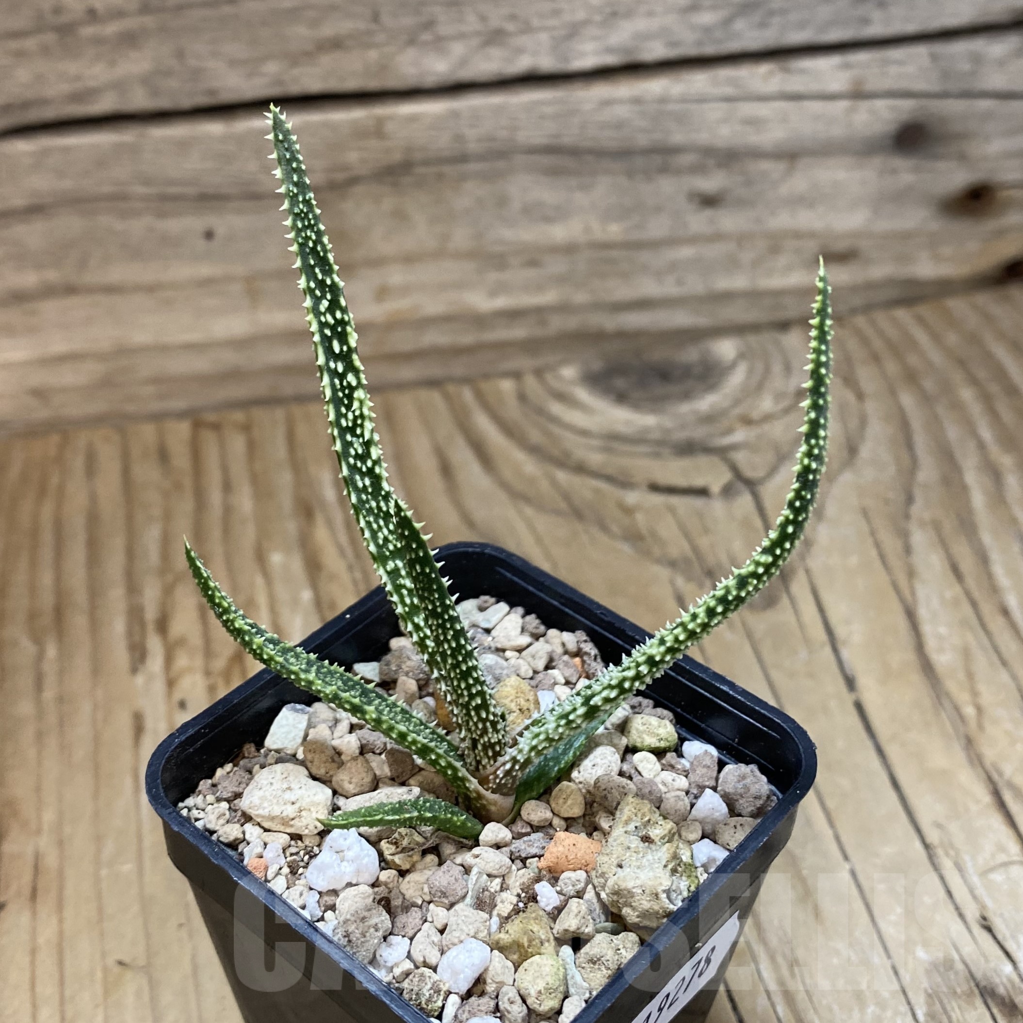 SH19278 Aloe delicatifolia - immagine 2