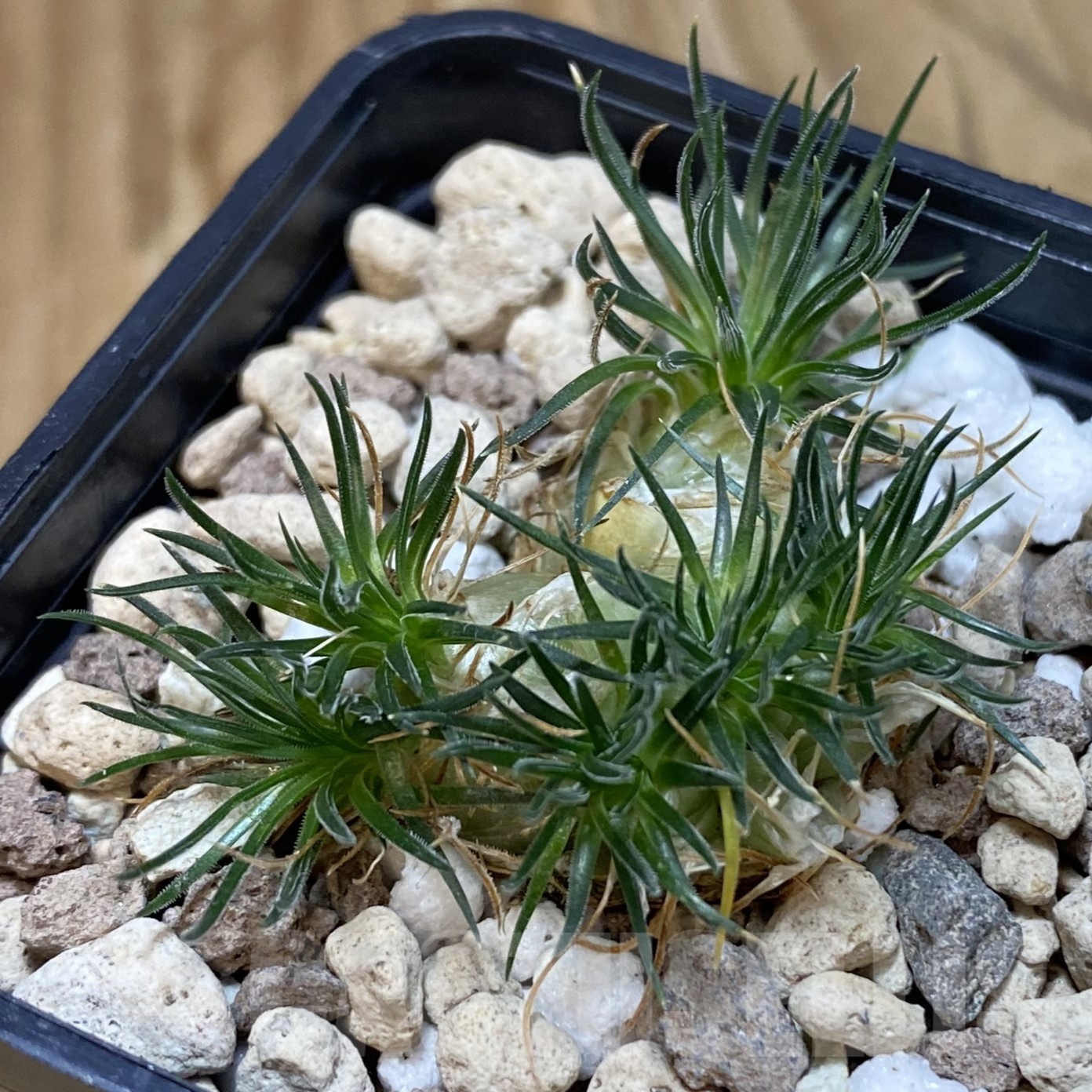 SH19280 Ornithogalum sardienii