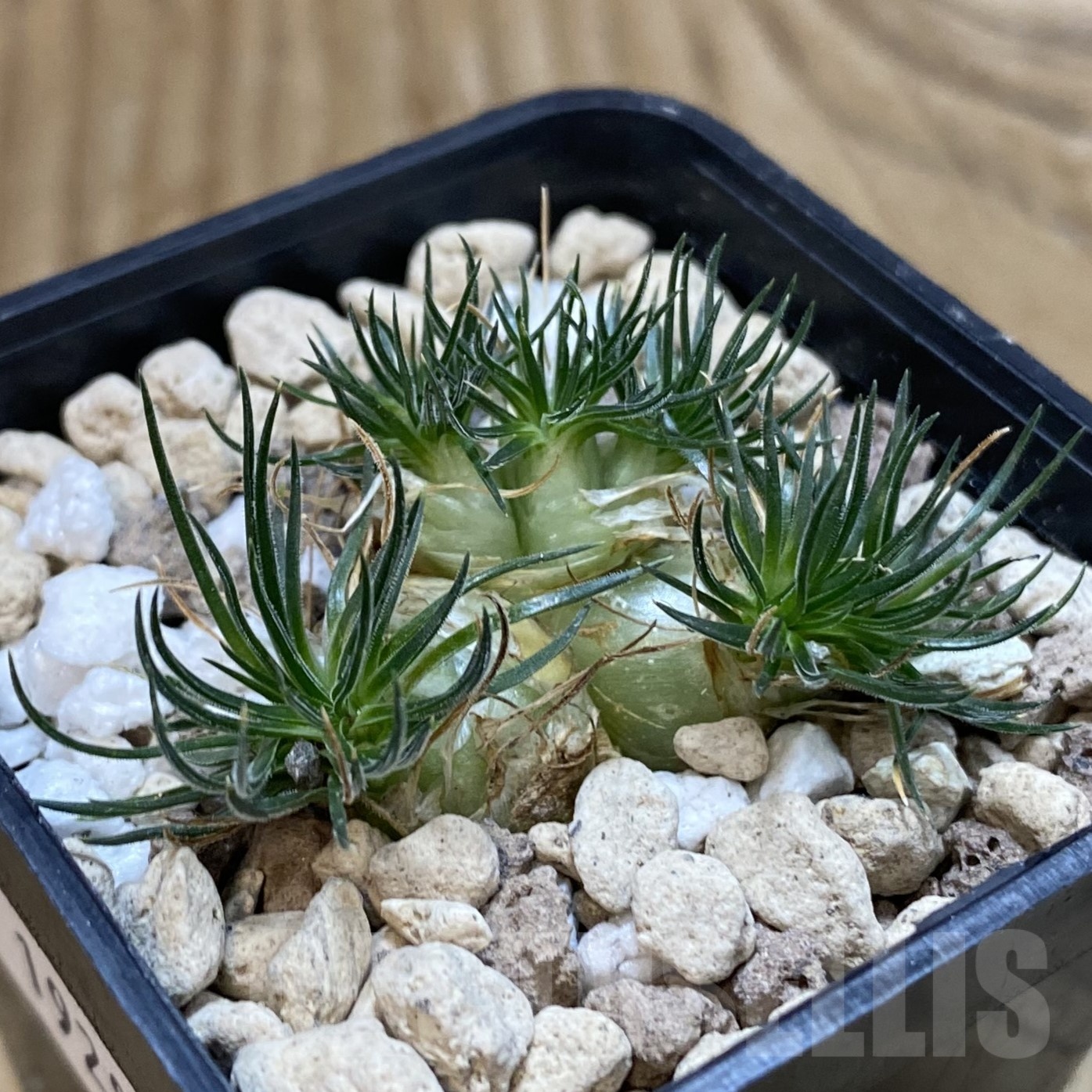 SH19280 Ornithogalum sardienii - Image 2