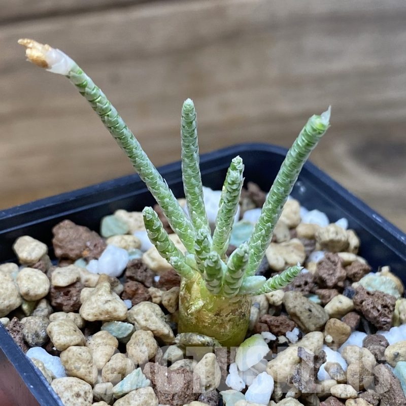 SH19281 Avonia quinaria, pink flower