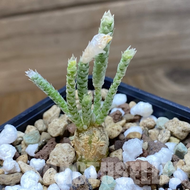 SH19282 Avonia quinaria, pink flower