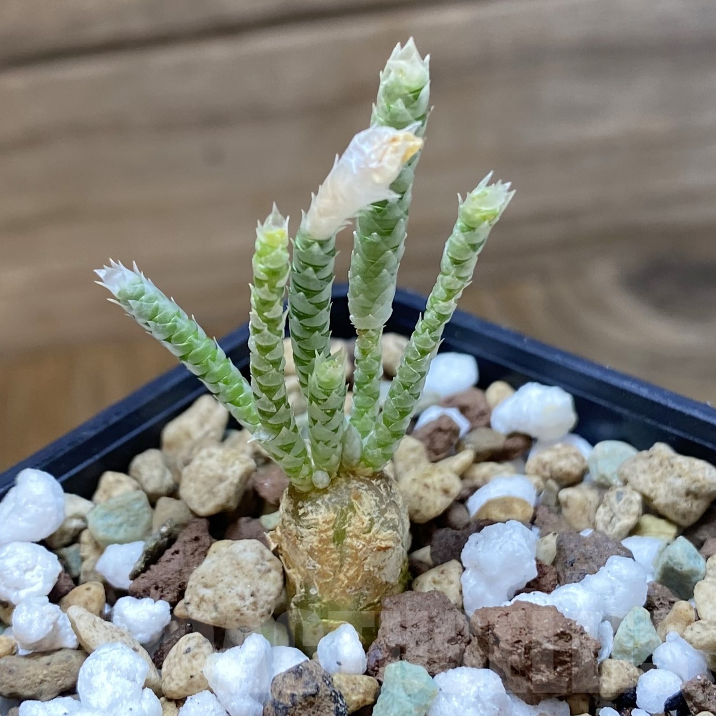 SH19282 Avonia quinaria, pink flower