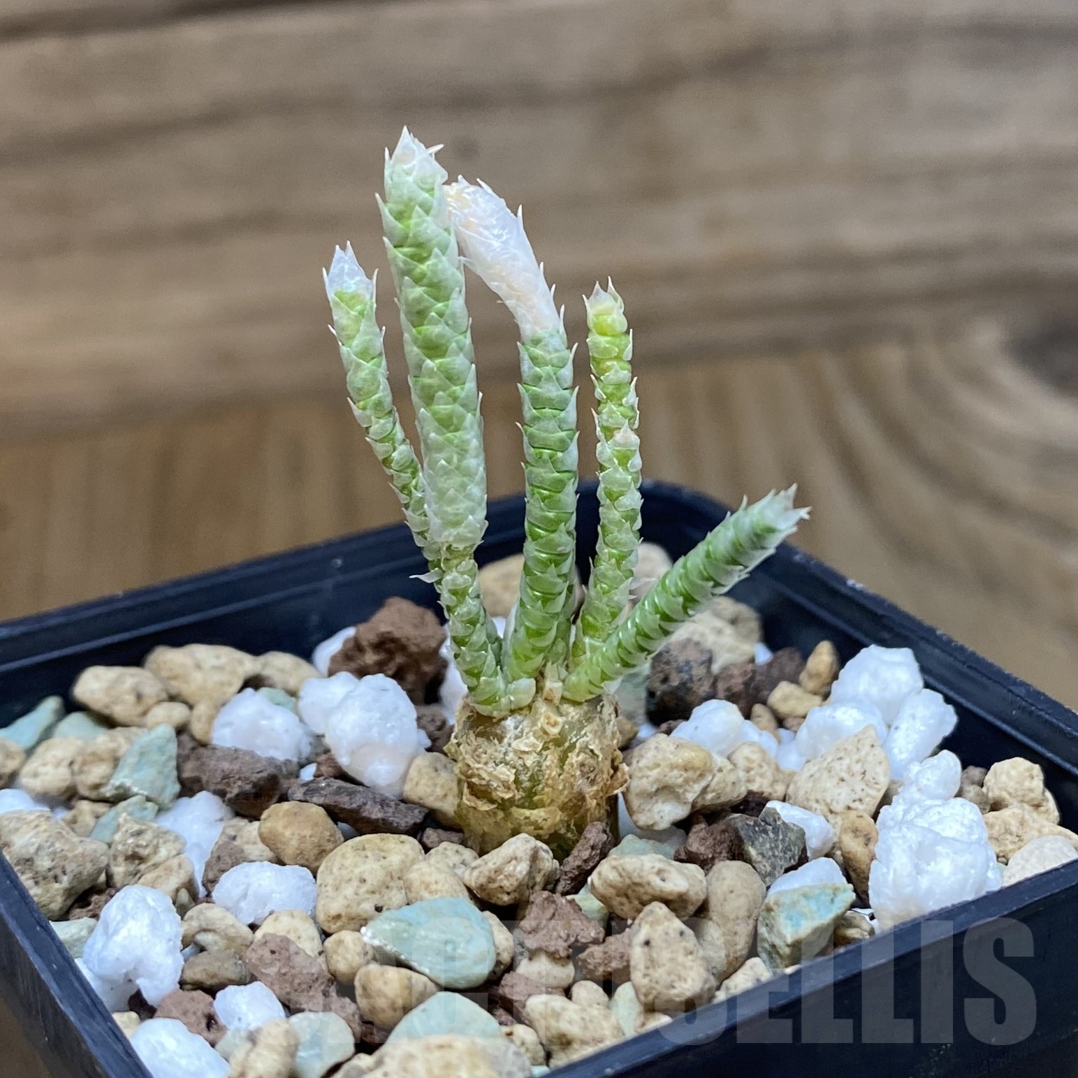 SH19282 Avonia quinaria, pink flower - Image 2