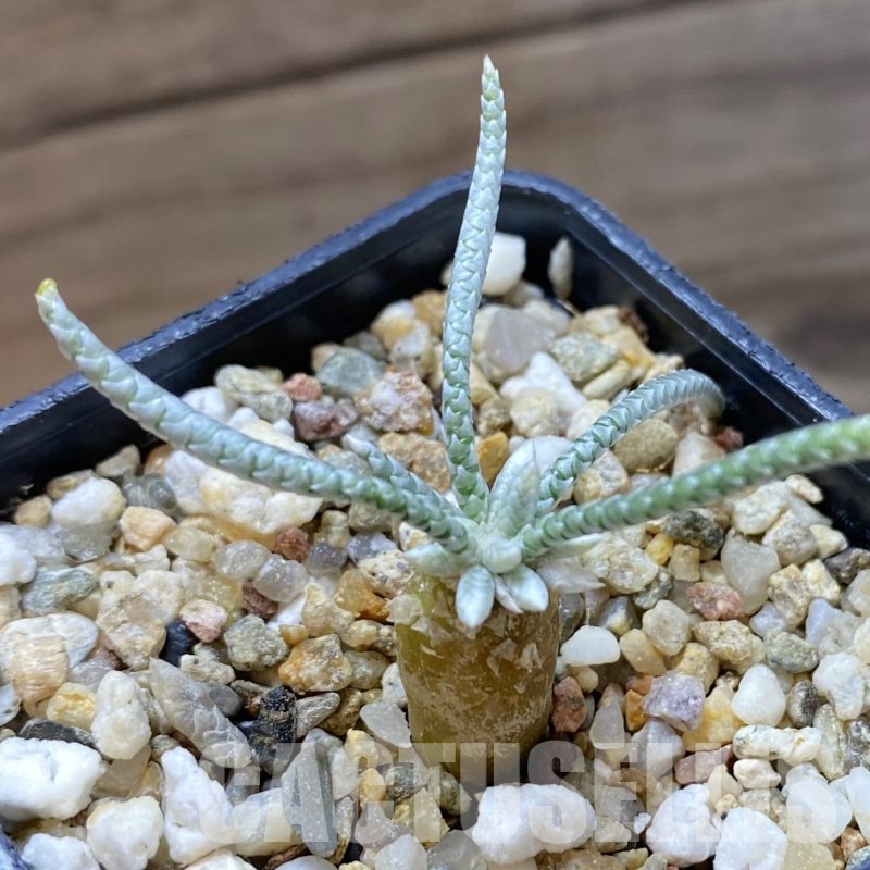 SH19283 Avonia alstonii, pink flower