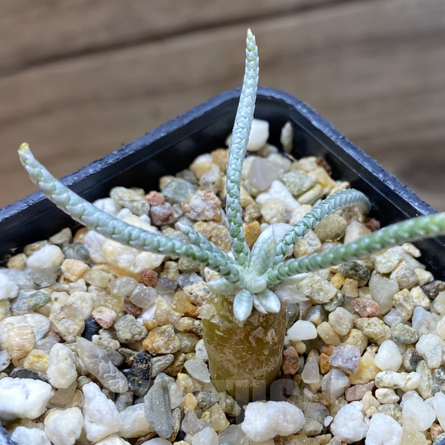 SH19283 Avonia alstonii, pink flower