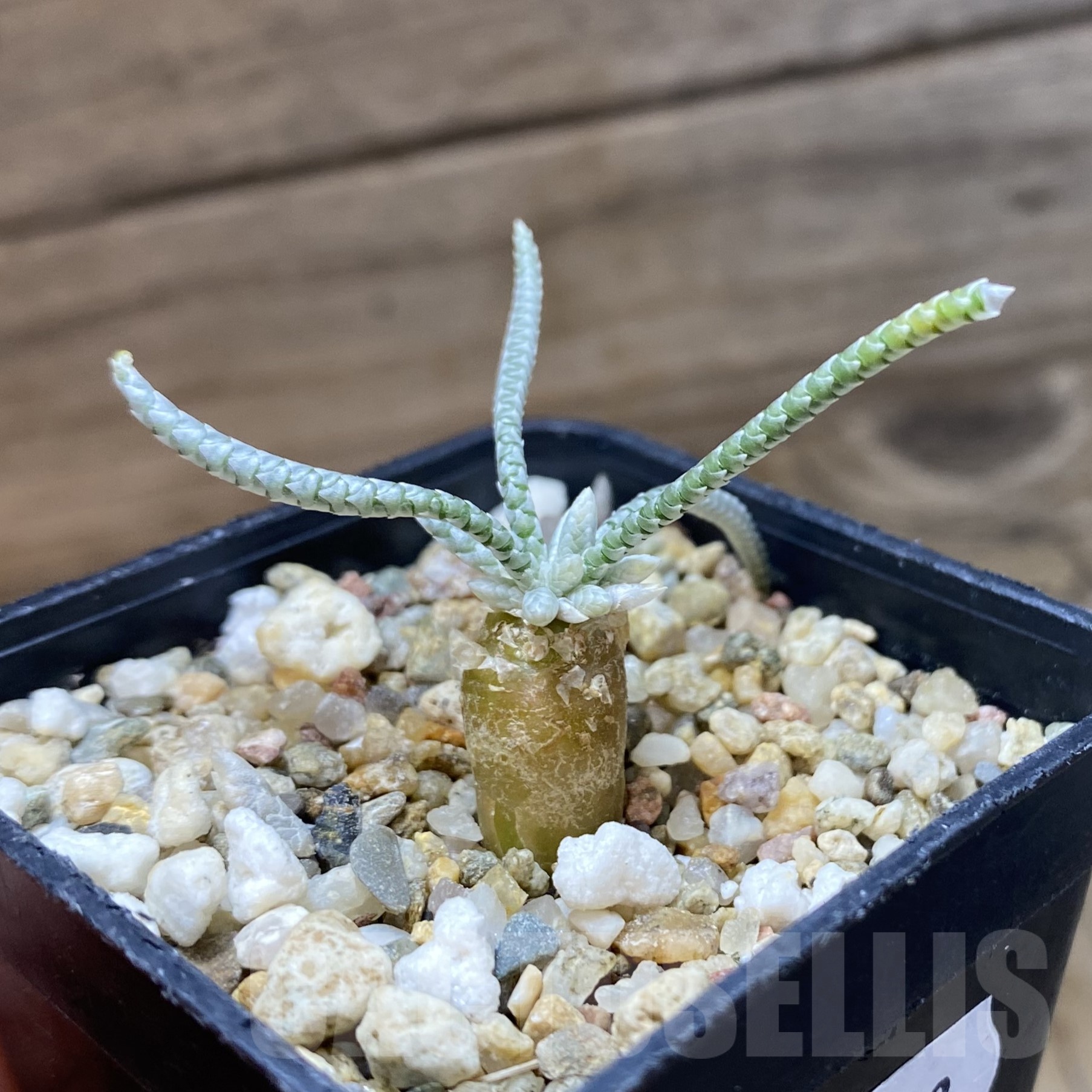 SH19283 Avonia alstonii, pink flower - Image 2