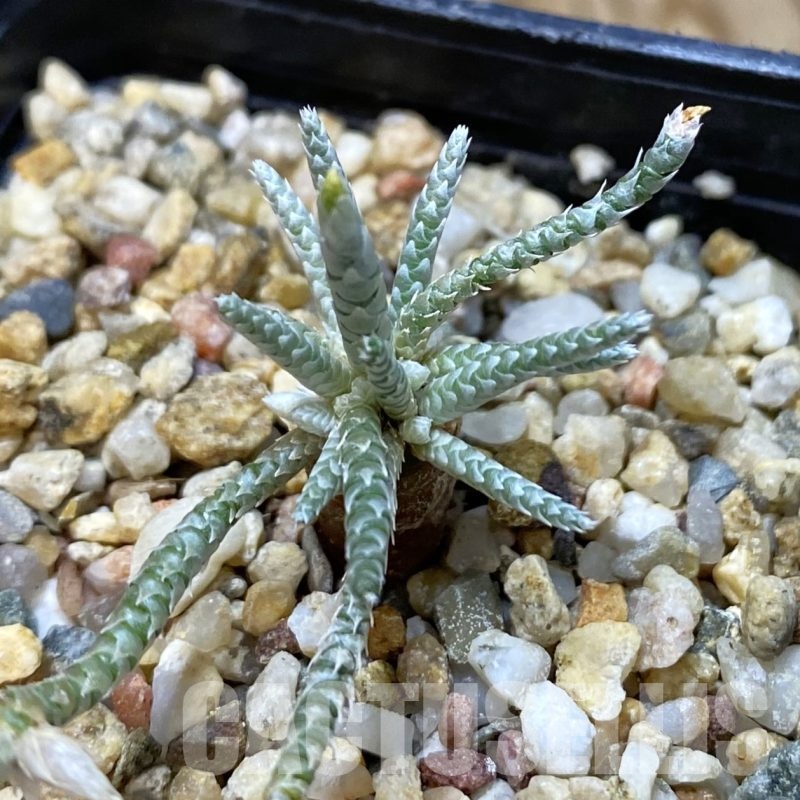 SH19284 Avonia alstonii, pink flower