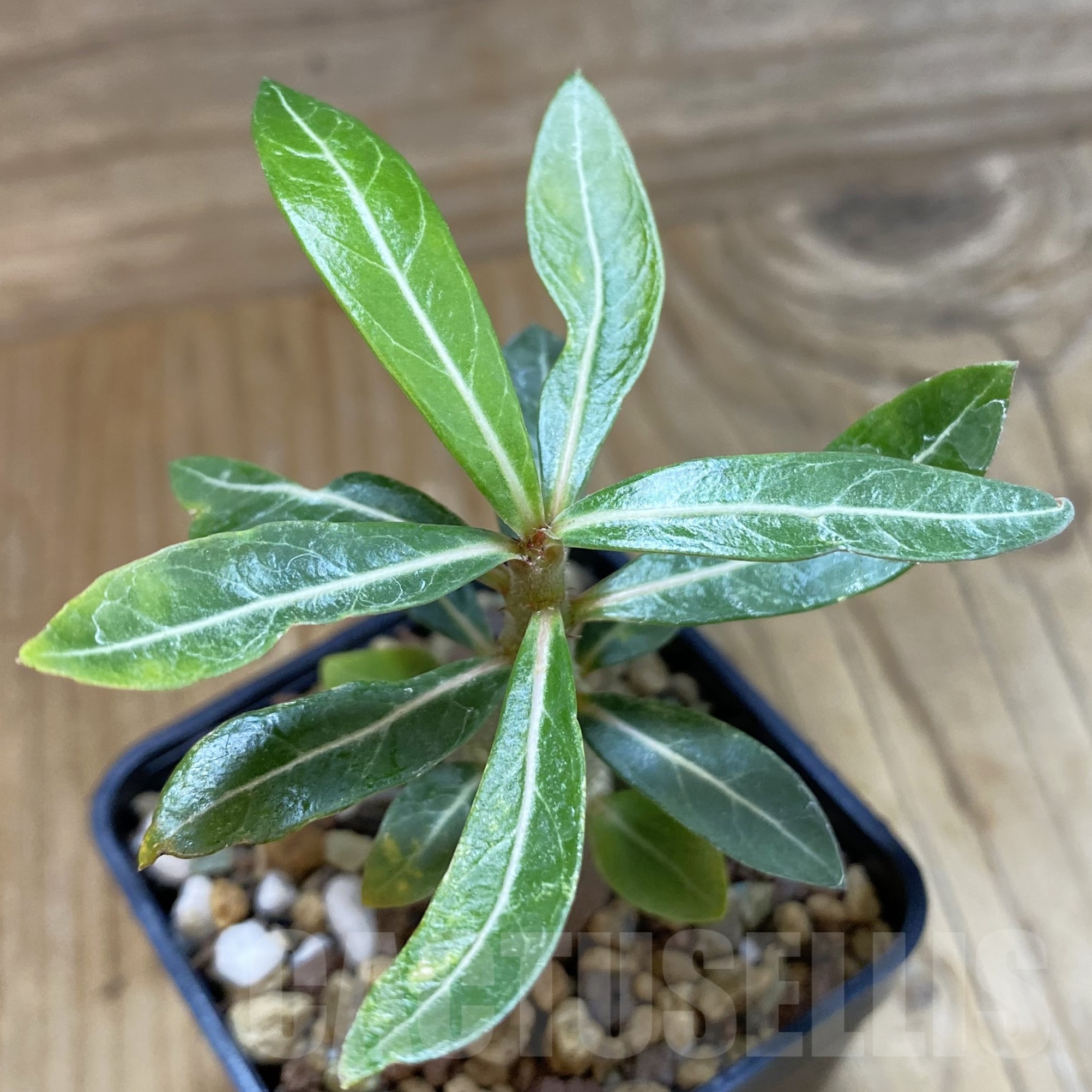 SH19285 Adenium somalense v. nova