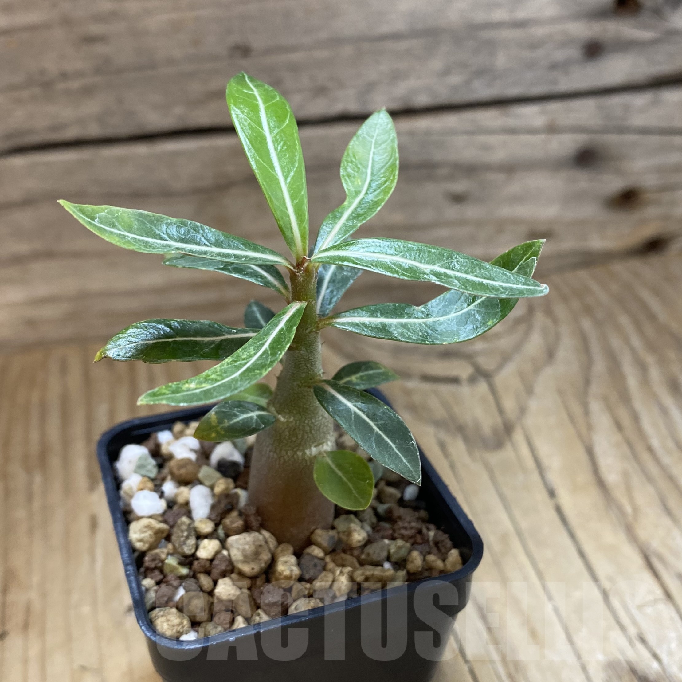 SH19285 Adenium somalense v. nova - immagine 2