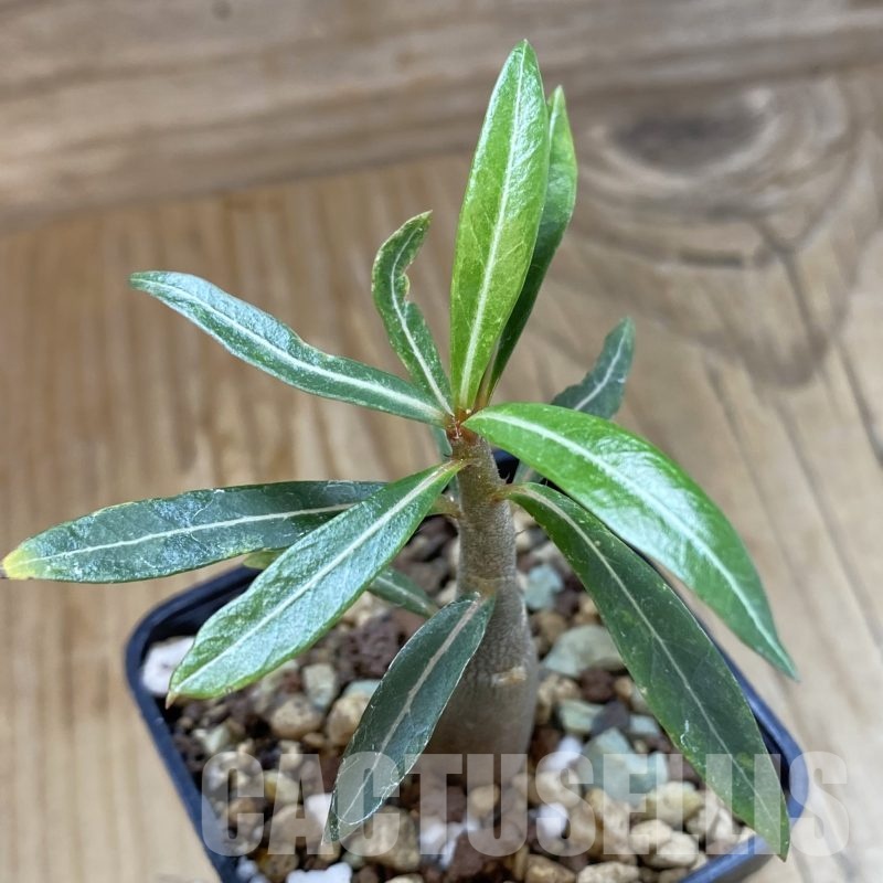 SH19286 Adenium somalense v. nova