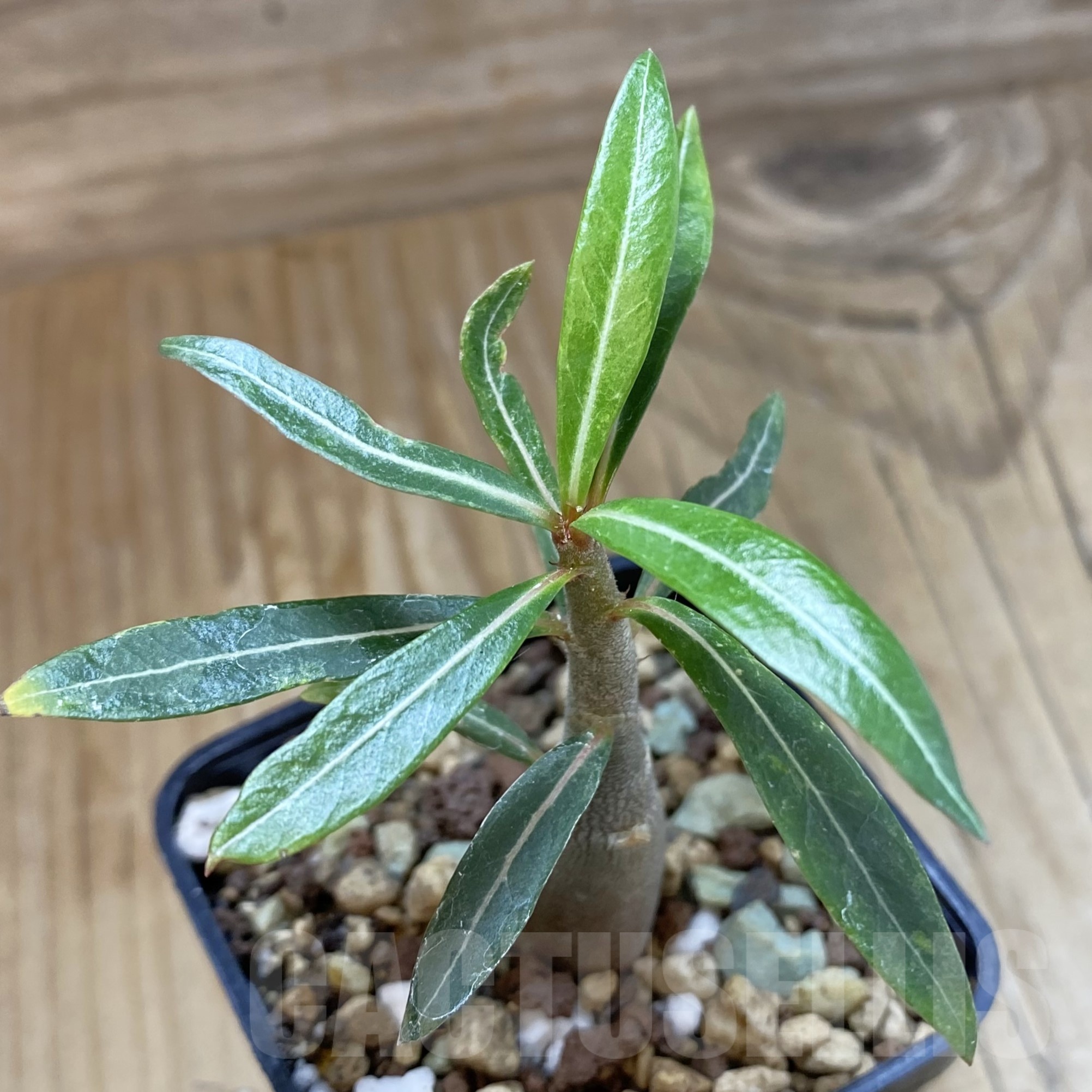 SH19286 Adenium somalense v. nova