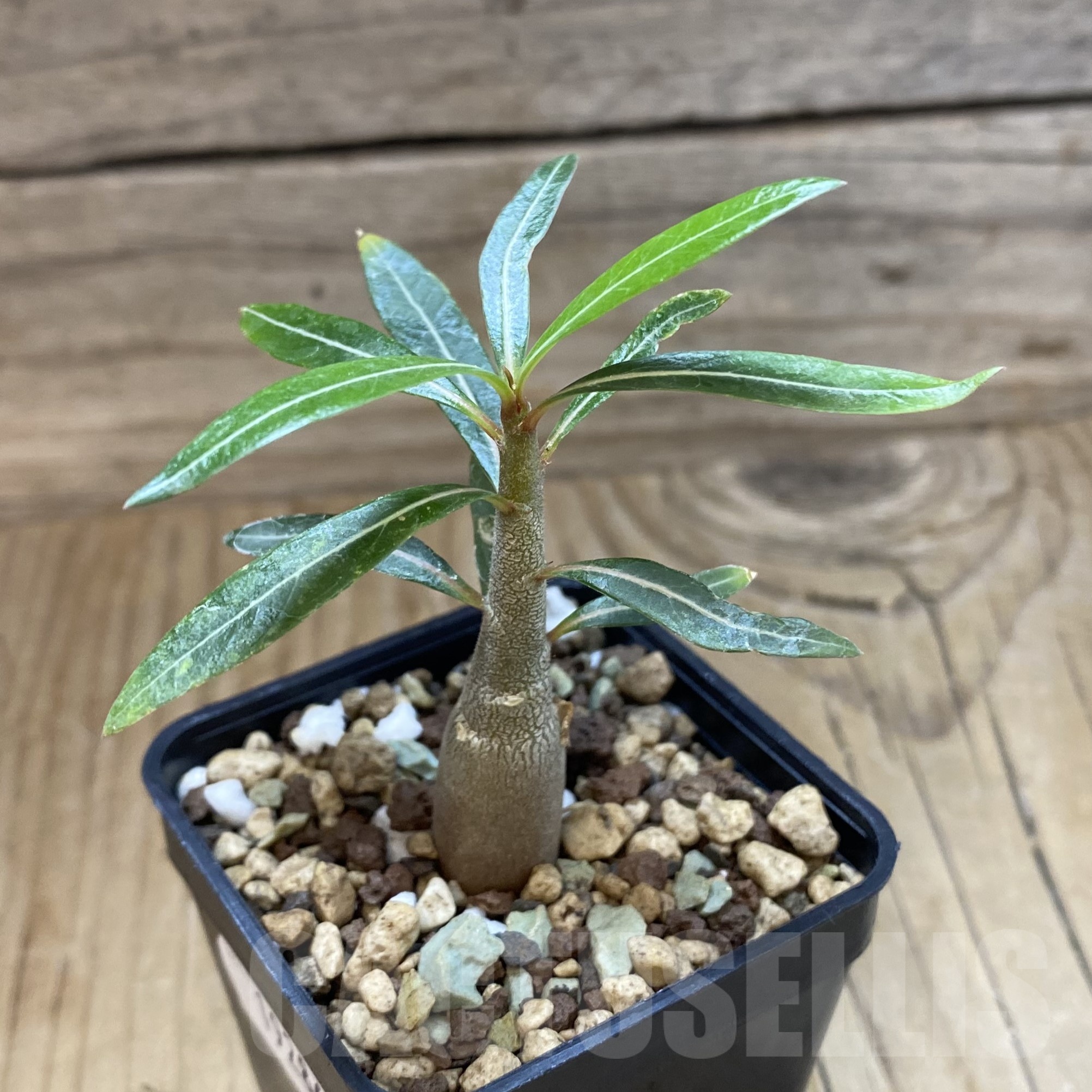 SH19286 Adenium somalense v. nova - Image 2