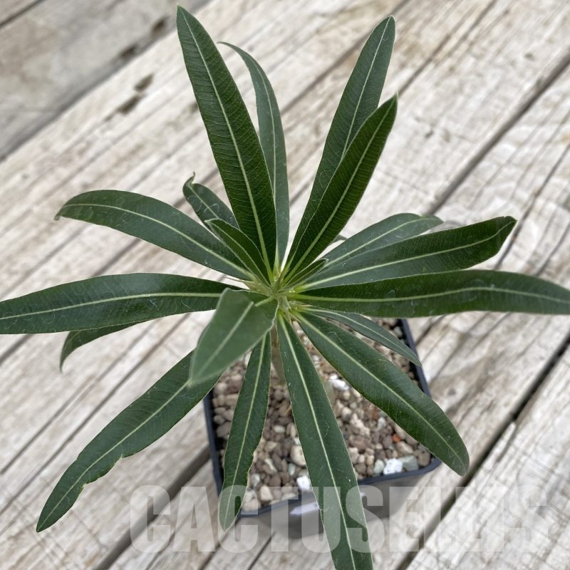 SH19287 Pachypodium rosulatum
