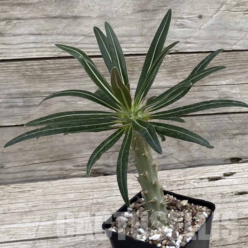 SH19288 Pachypodium rosulatum