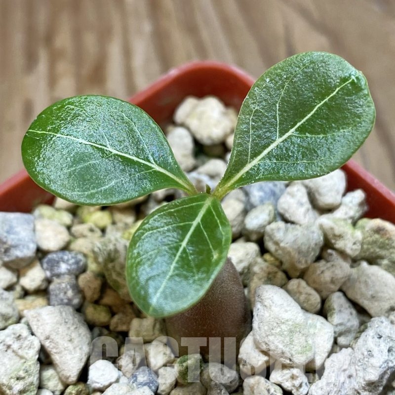 SH19291 Adenium socotranum