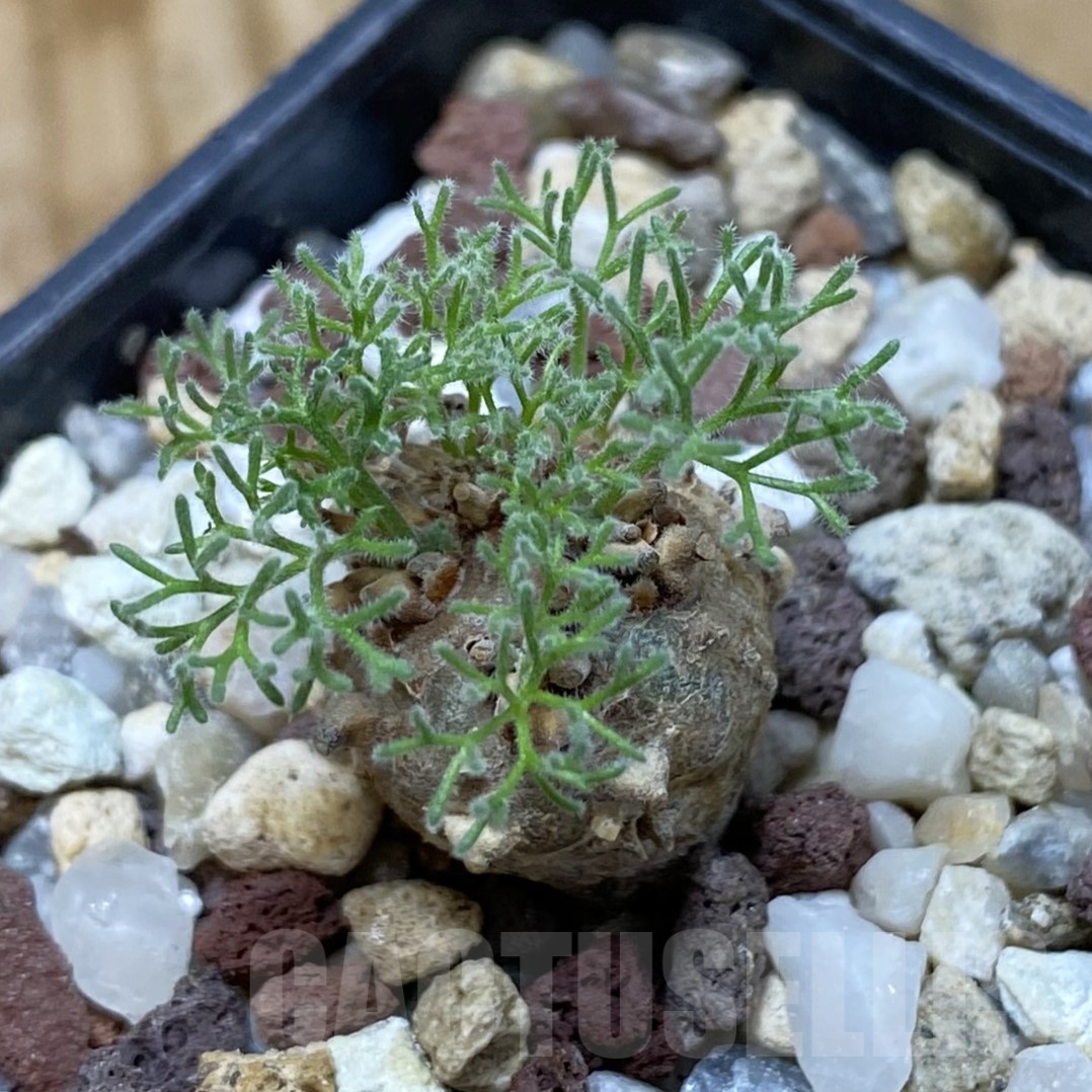 SH19295 Sarcocaulon peniculinum