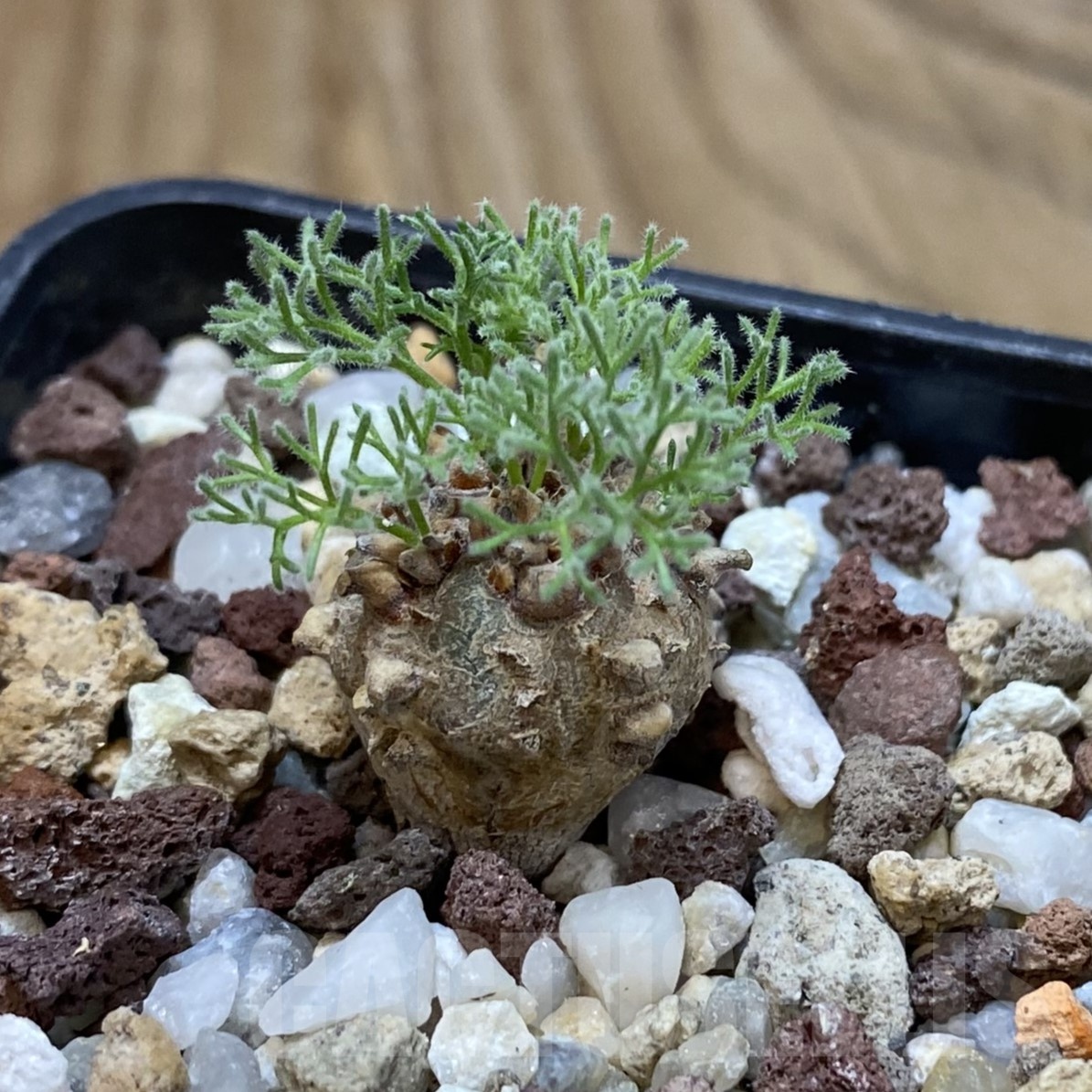 SH19295 Sarcocaulon peniculinum - immagine 2