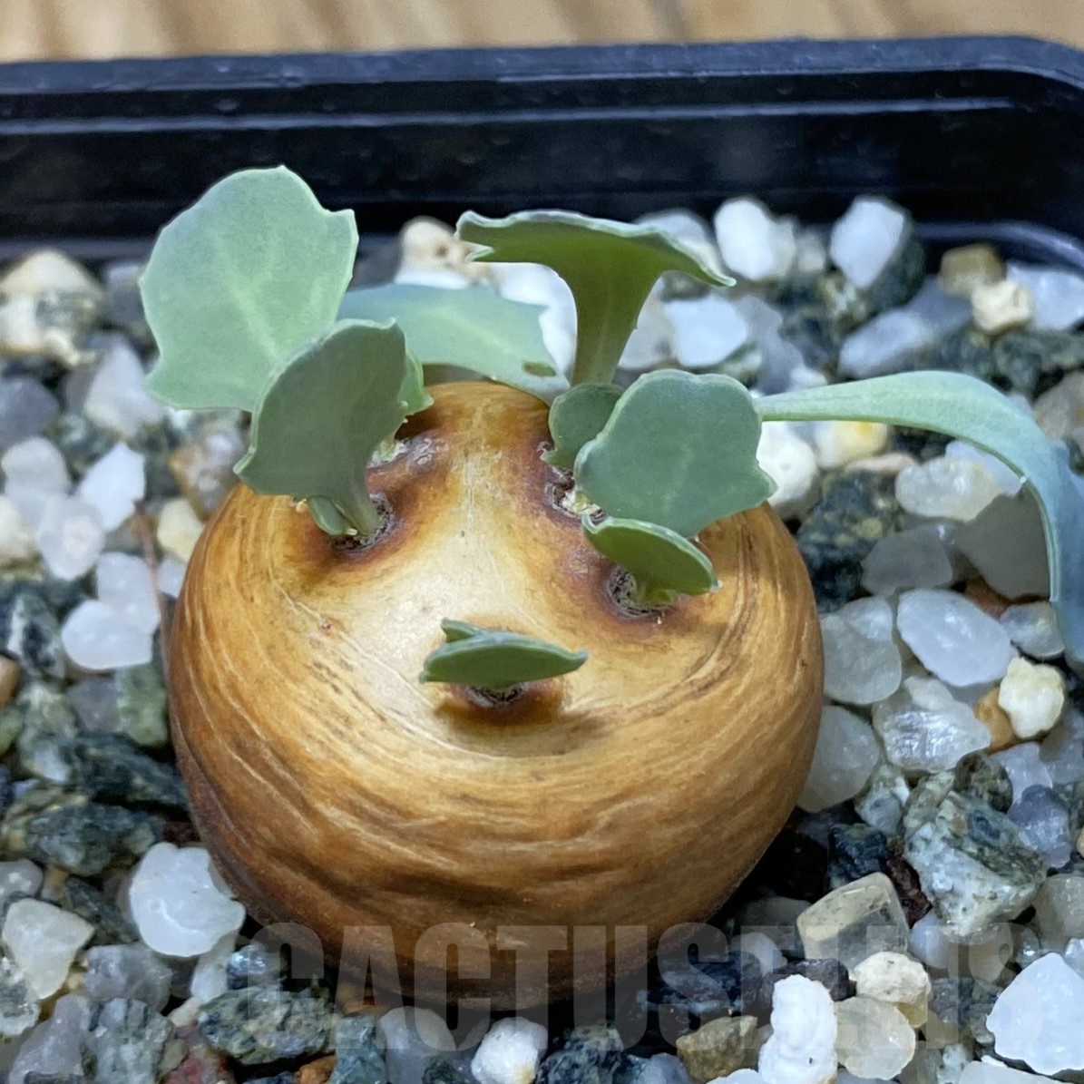 SH19297 Othonna cacalioides - Image 2