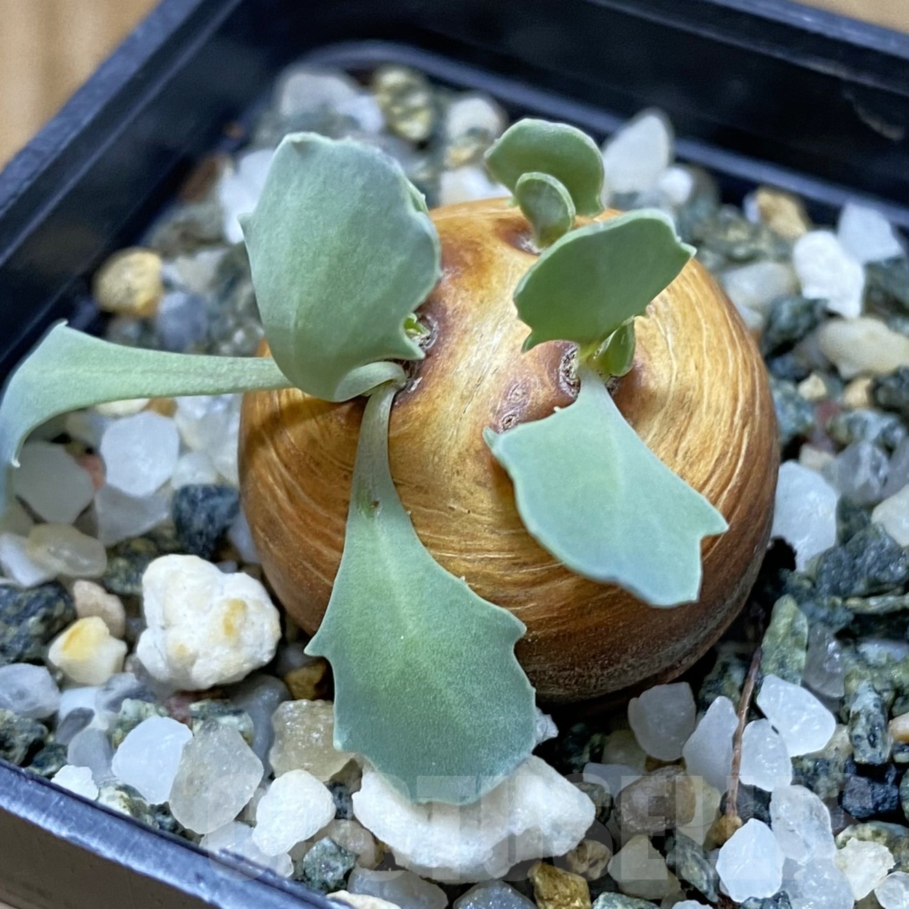 SH19297 Othonna cacalioides