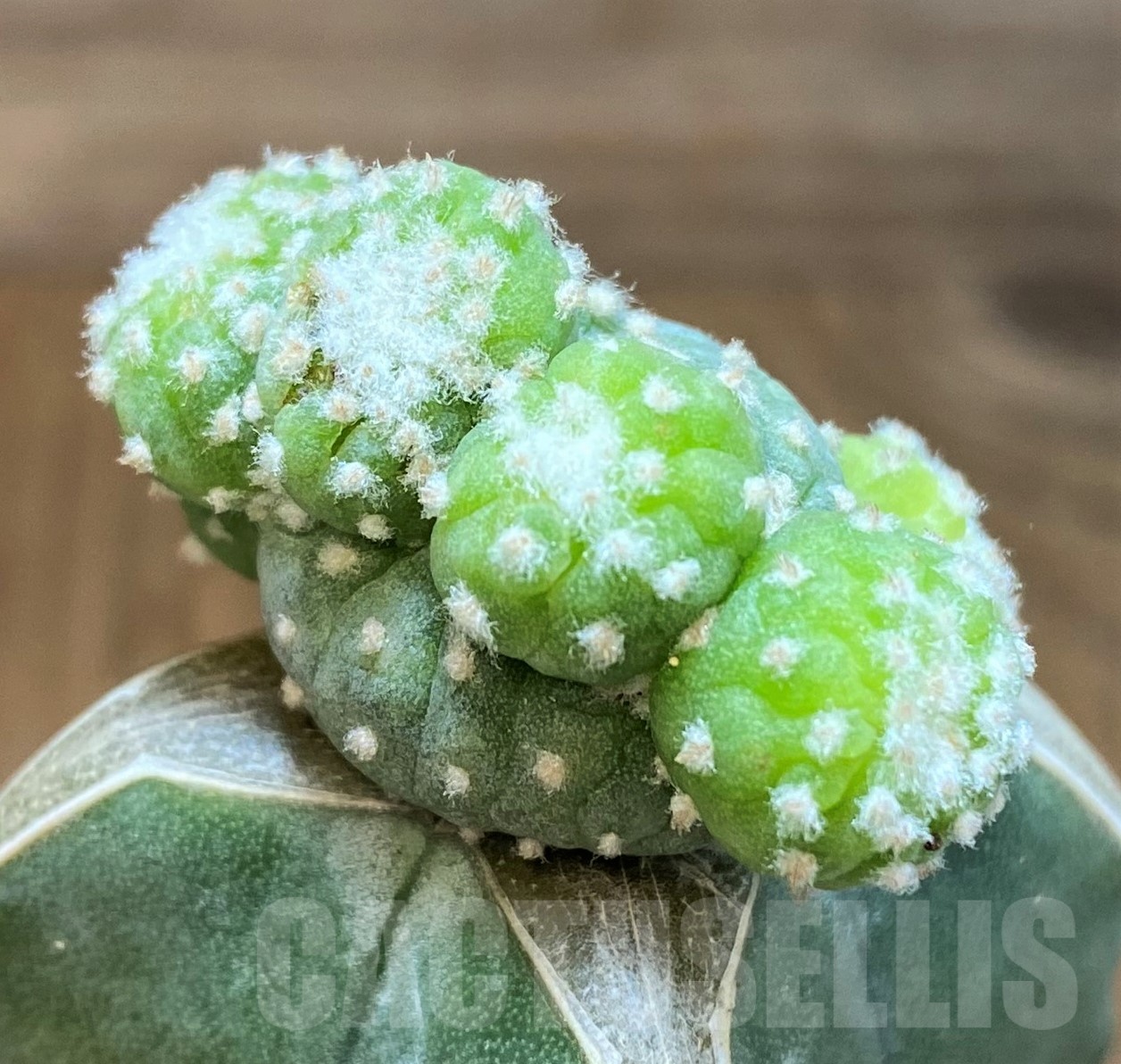 SH19425 Anhalonium diffusa f. monstrosa, grafted - Image 2