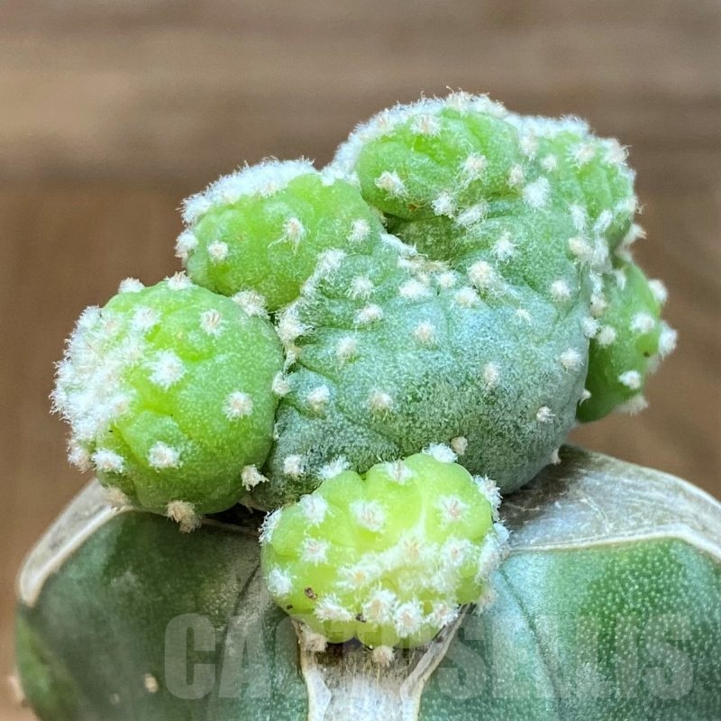 SH19425 Anhalonium diffusa f. monstrosa, grafted