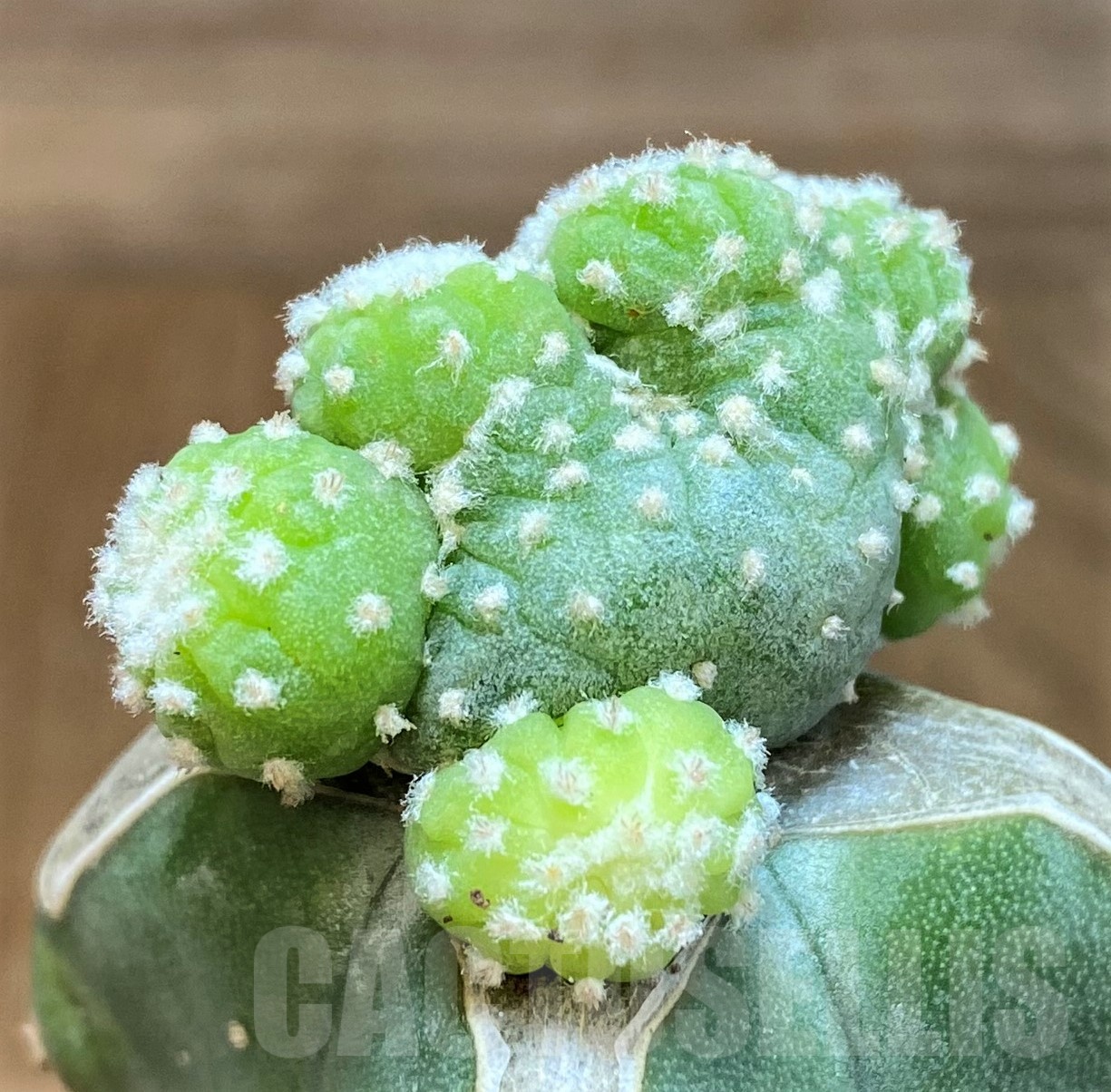 SH19425 Anhalonium diffusa f. monstrosa, grafted